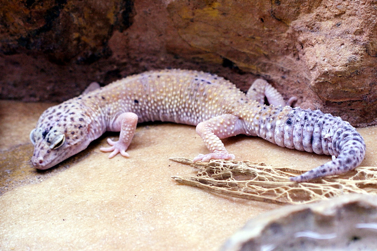 eublepharis_macularius2md