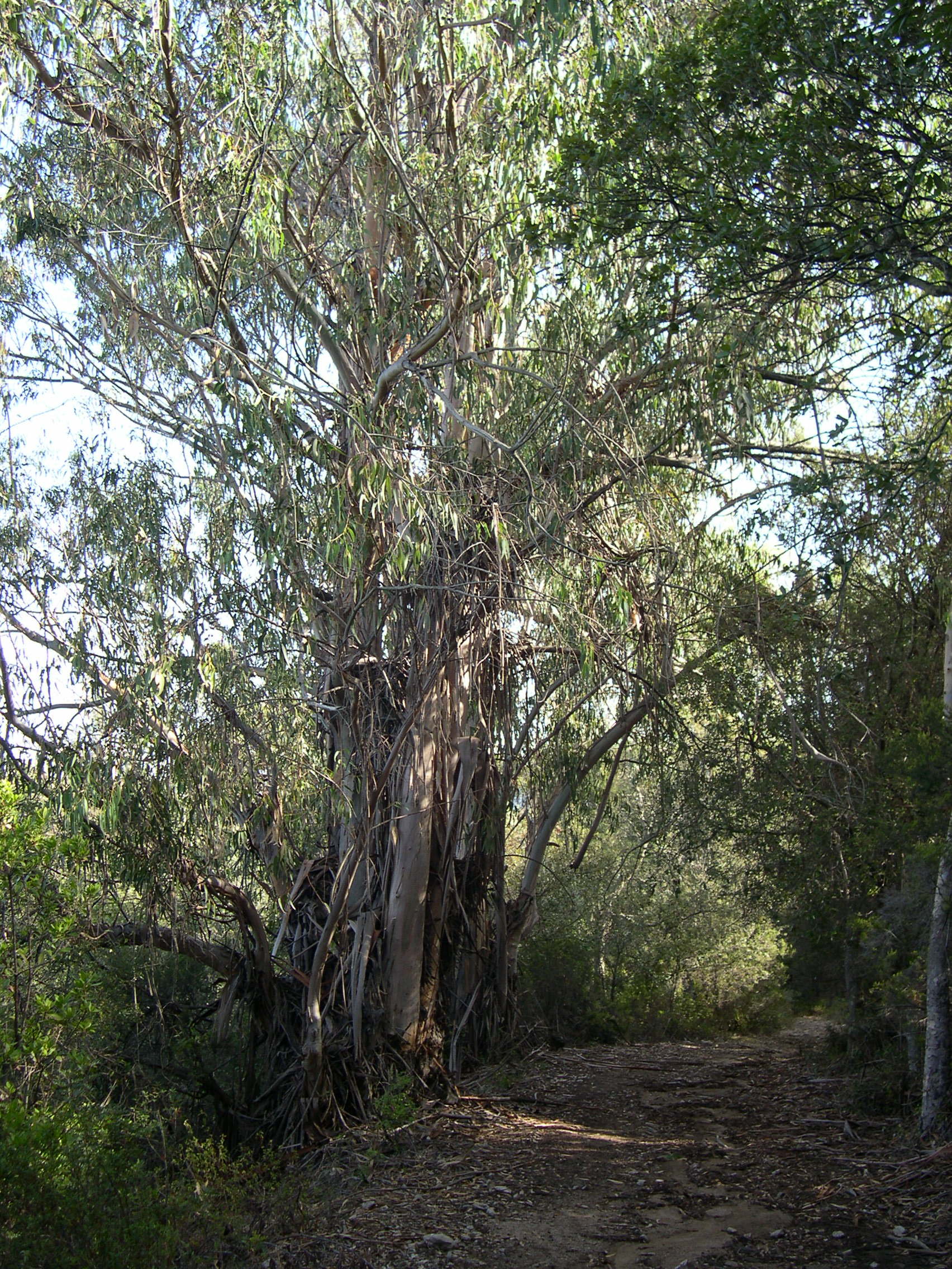 eucalyptus_camaldulensis3md