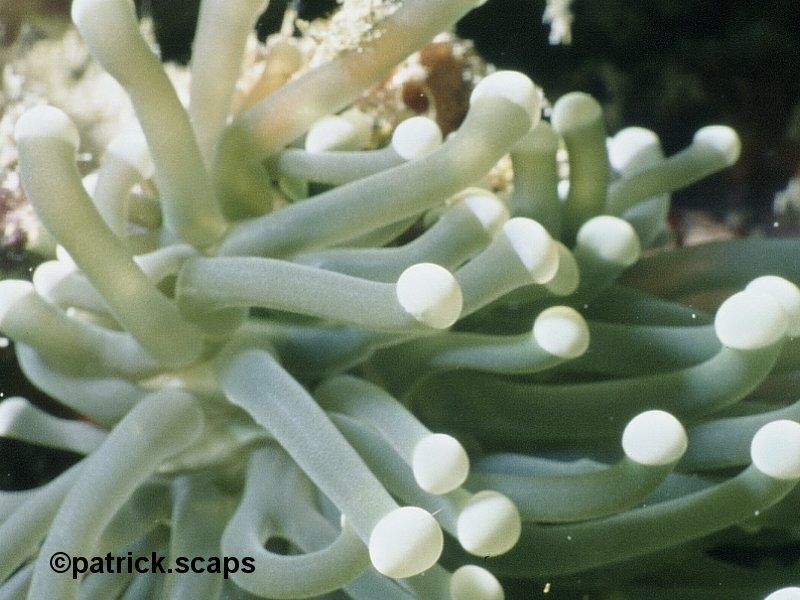 euphyllia_glabrescens1ps