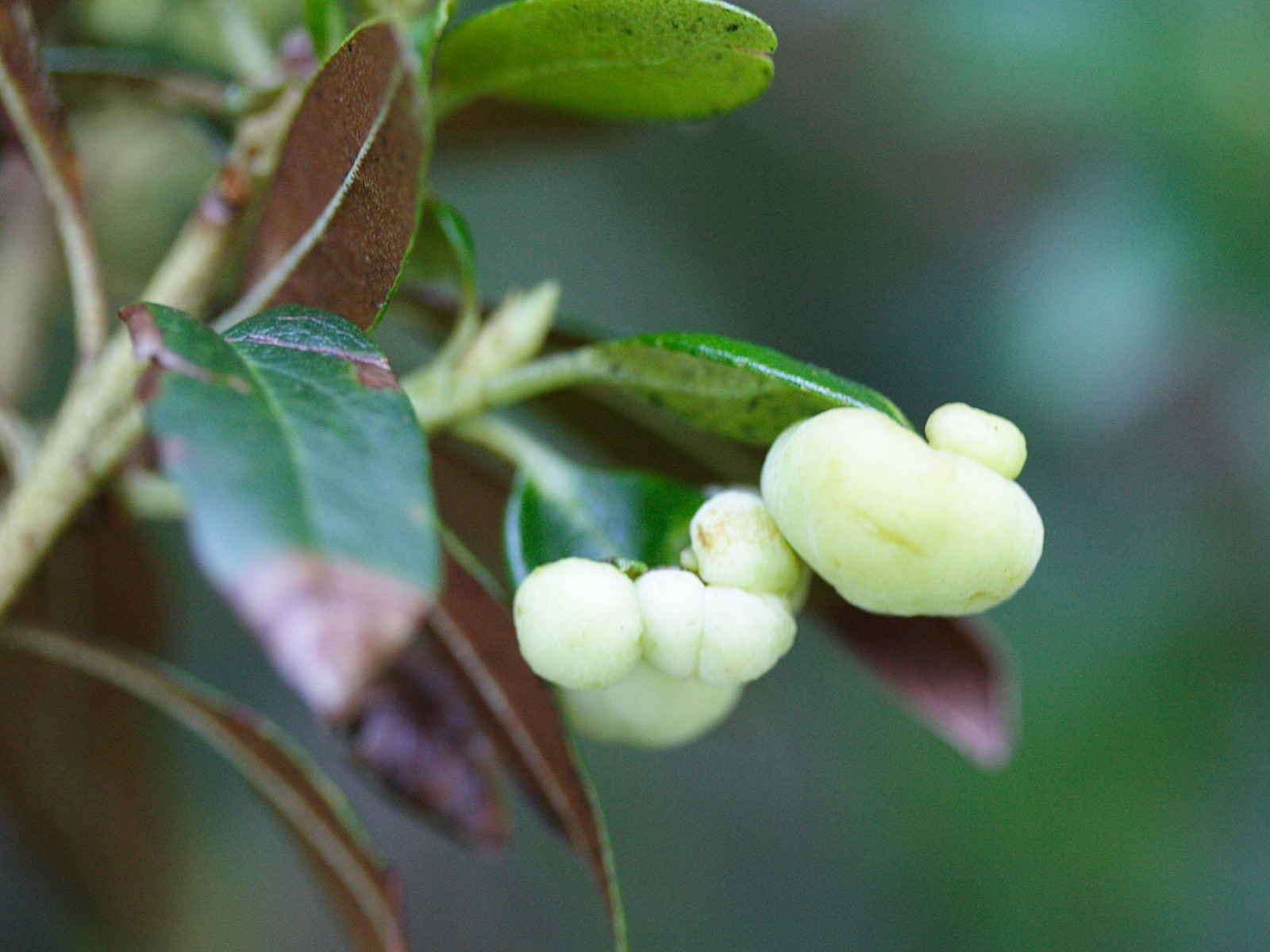 Afficher le média exobasidium_rhododendri1md exobasidium_rhododendri1md