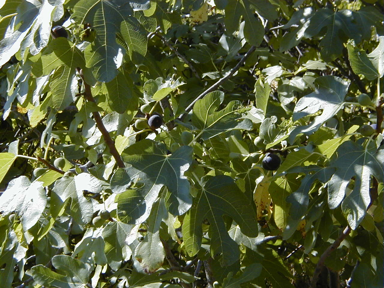 ficus_carica2md