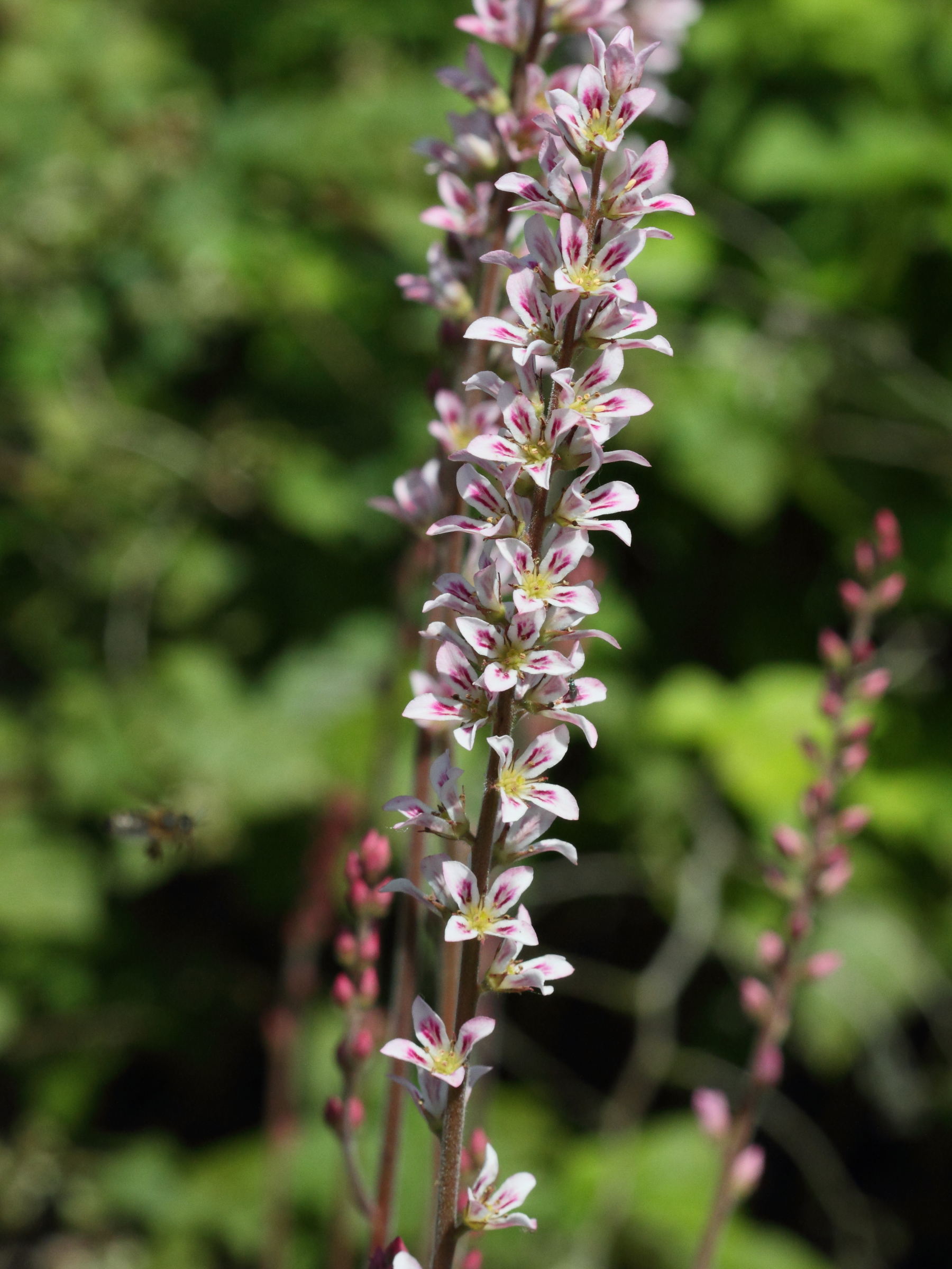 francoa_sonchifolia1bd