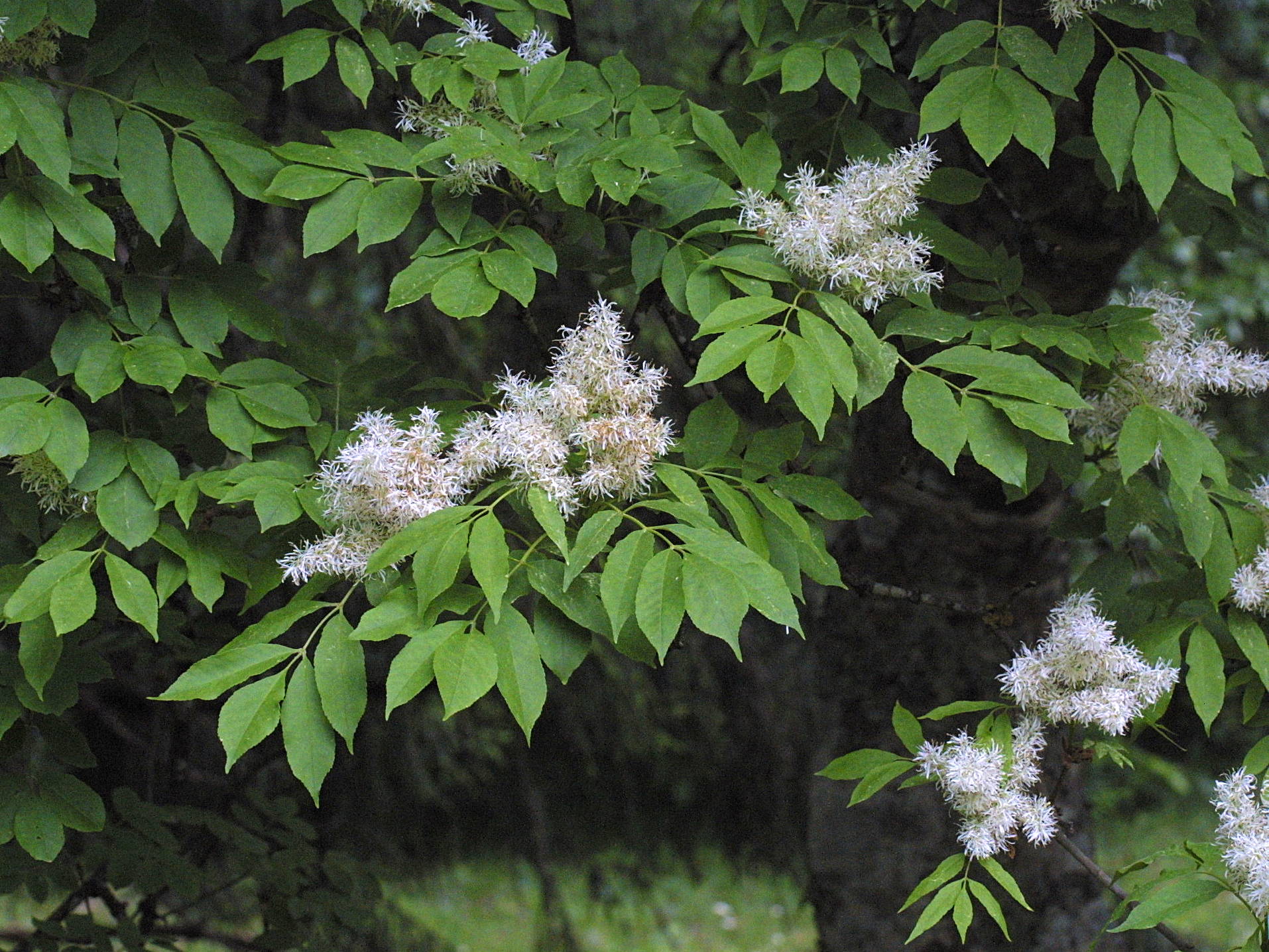 fraxinus_ornus4md