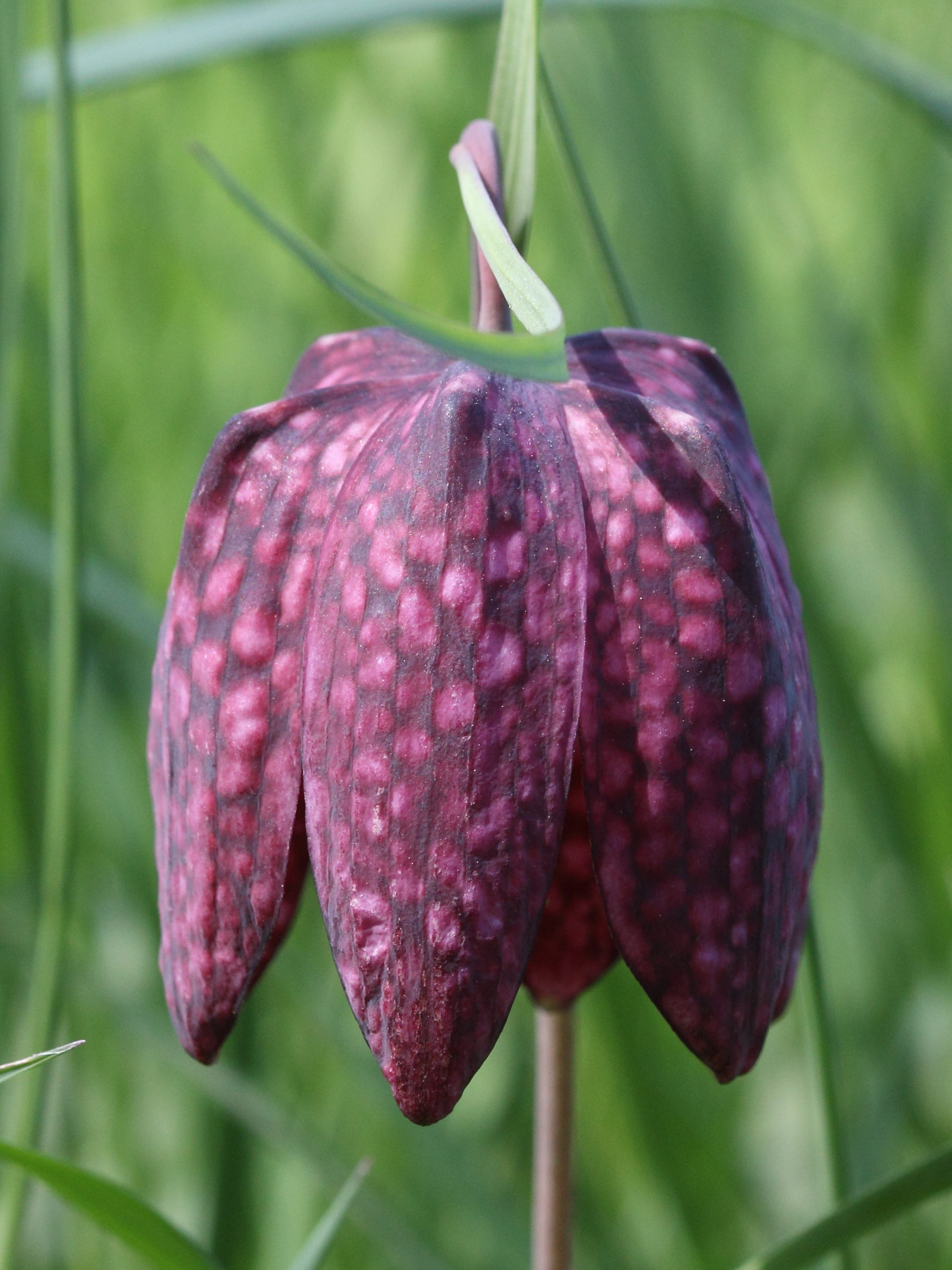 fritillaria_meleagris3sd