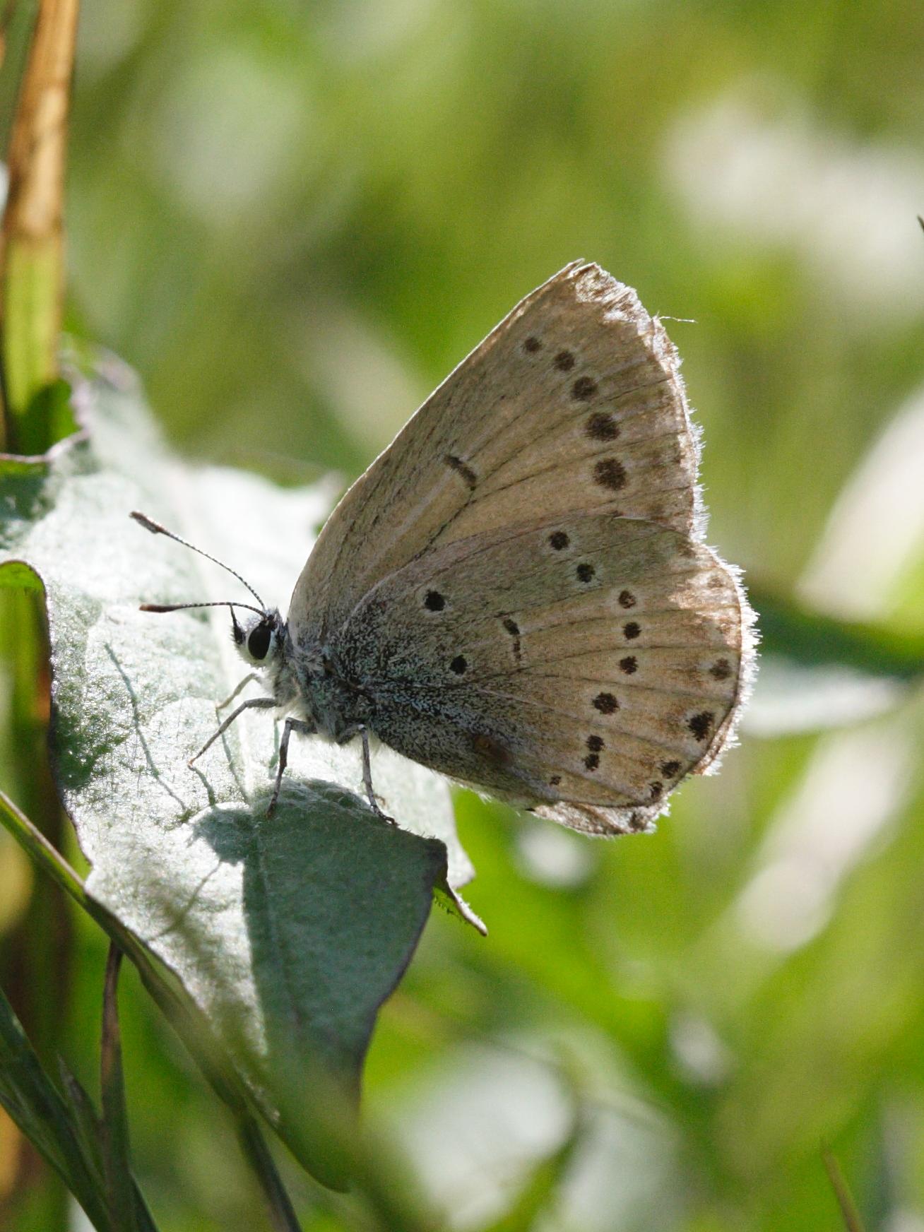 glaucopsyche_melanops3md