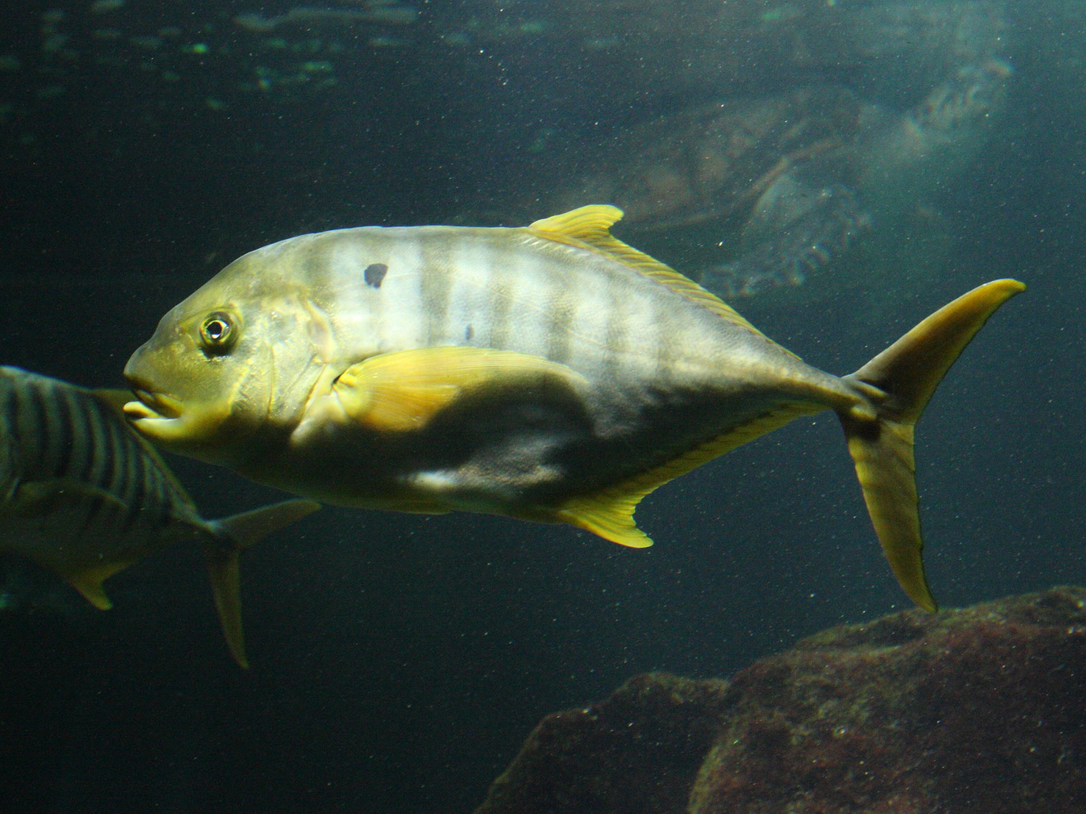 gnathanodon_speciosus2md