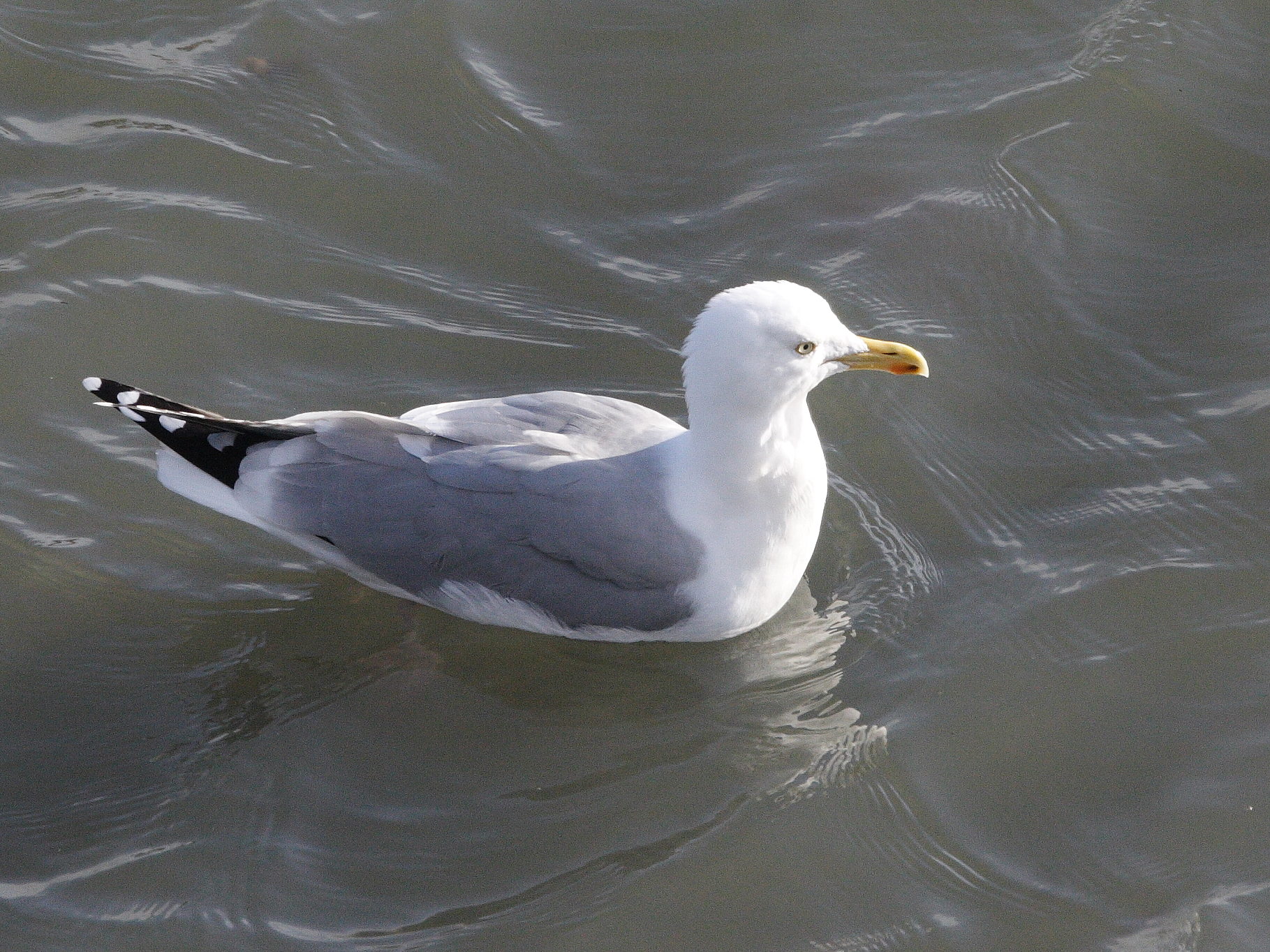goeland_argente_-_larus_argentatus10md