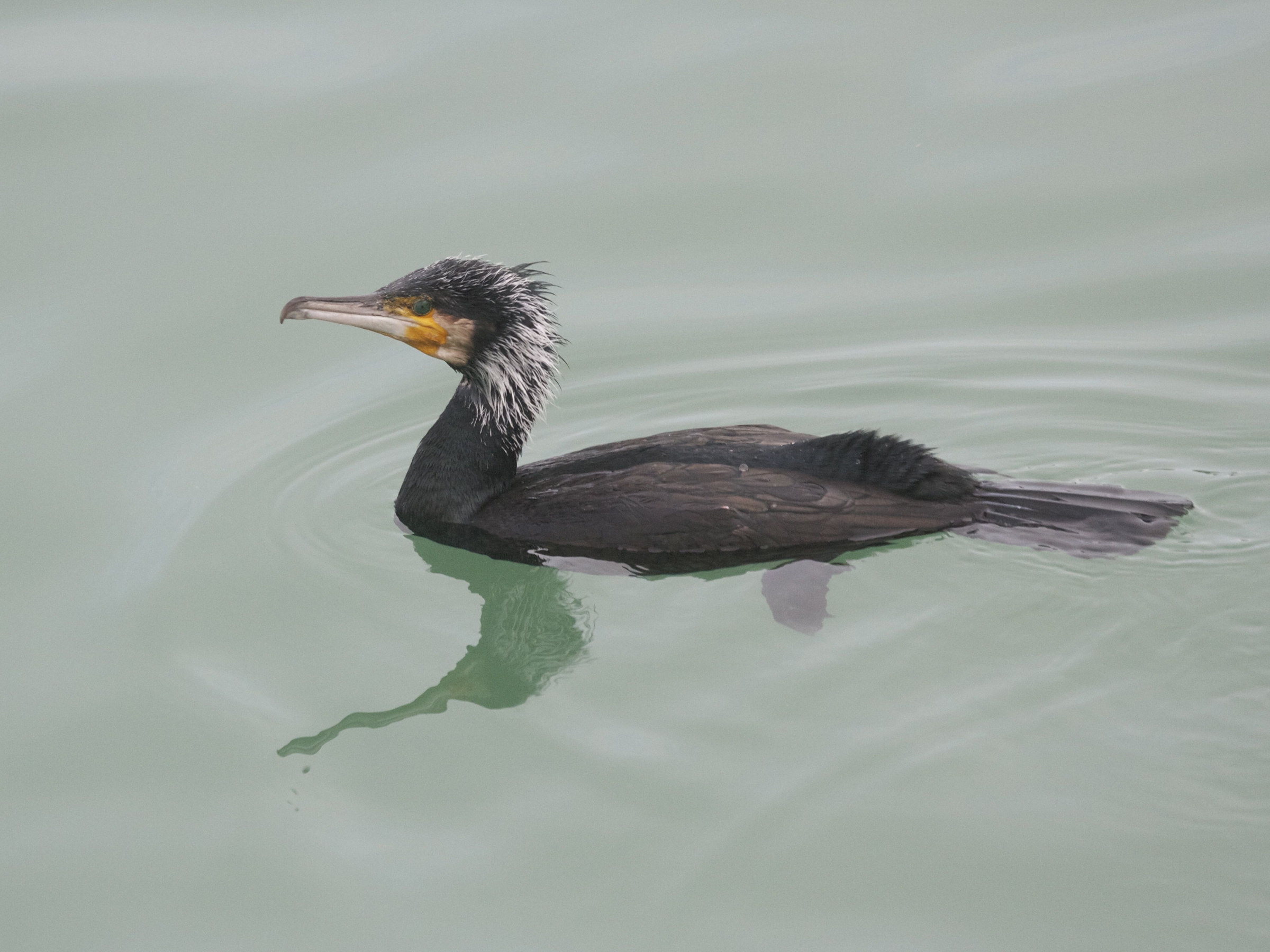 grand_cormoran_-_phalacrocorax_carbo6md