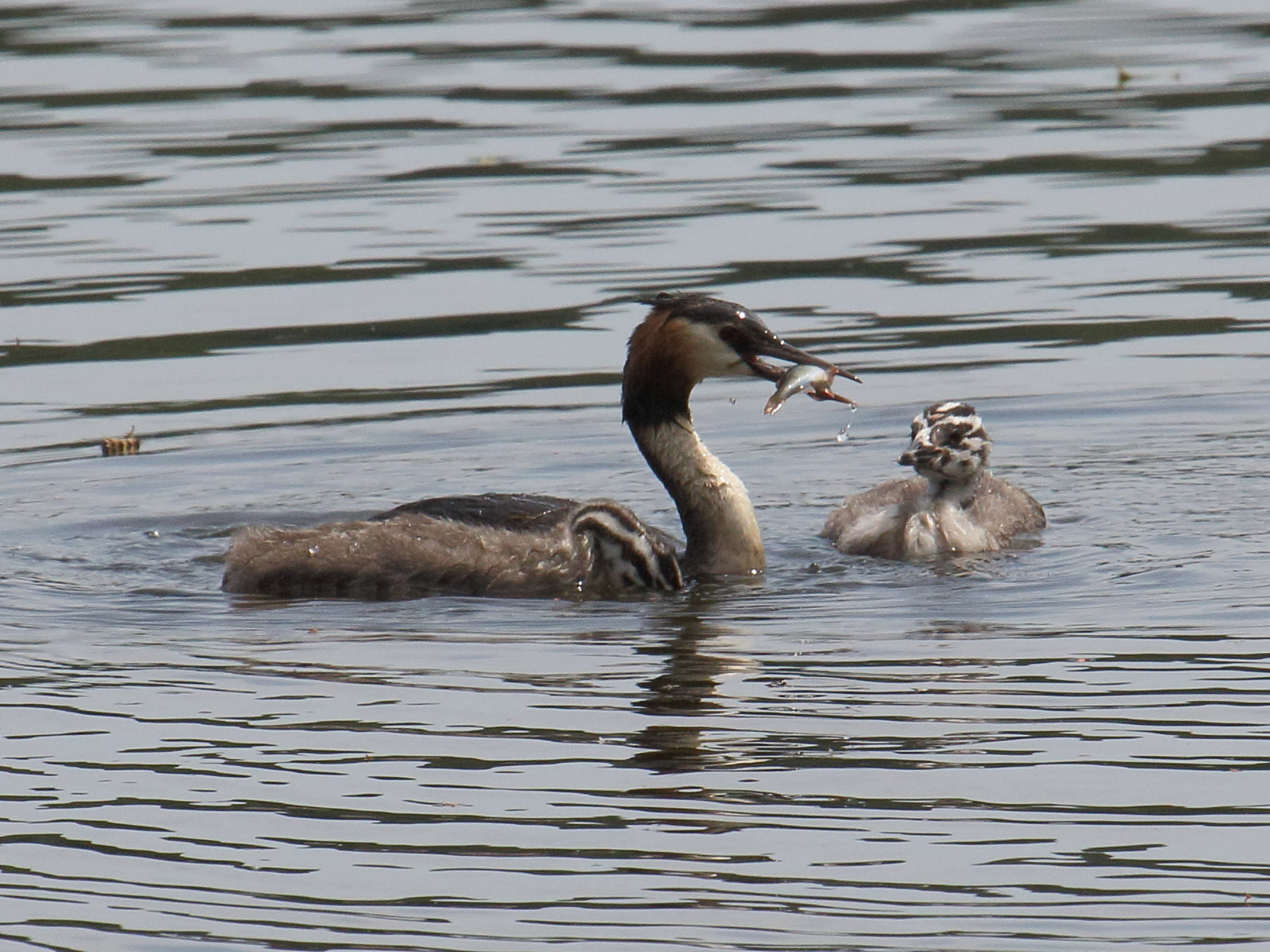 grebe_huppe_-_podiceps_cristatus12bd
