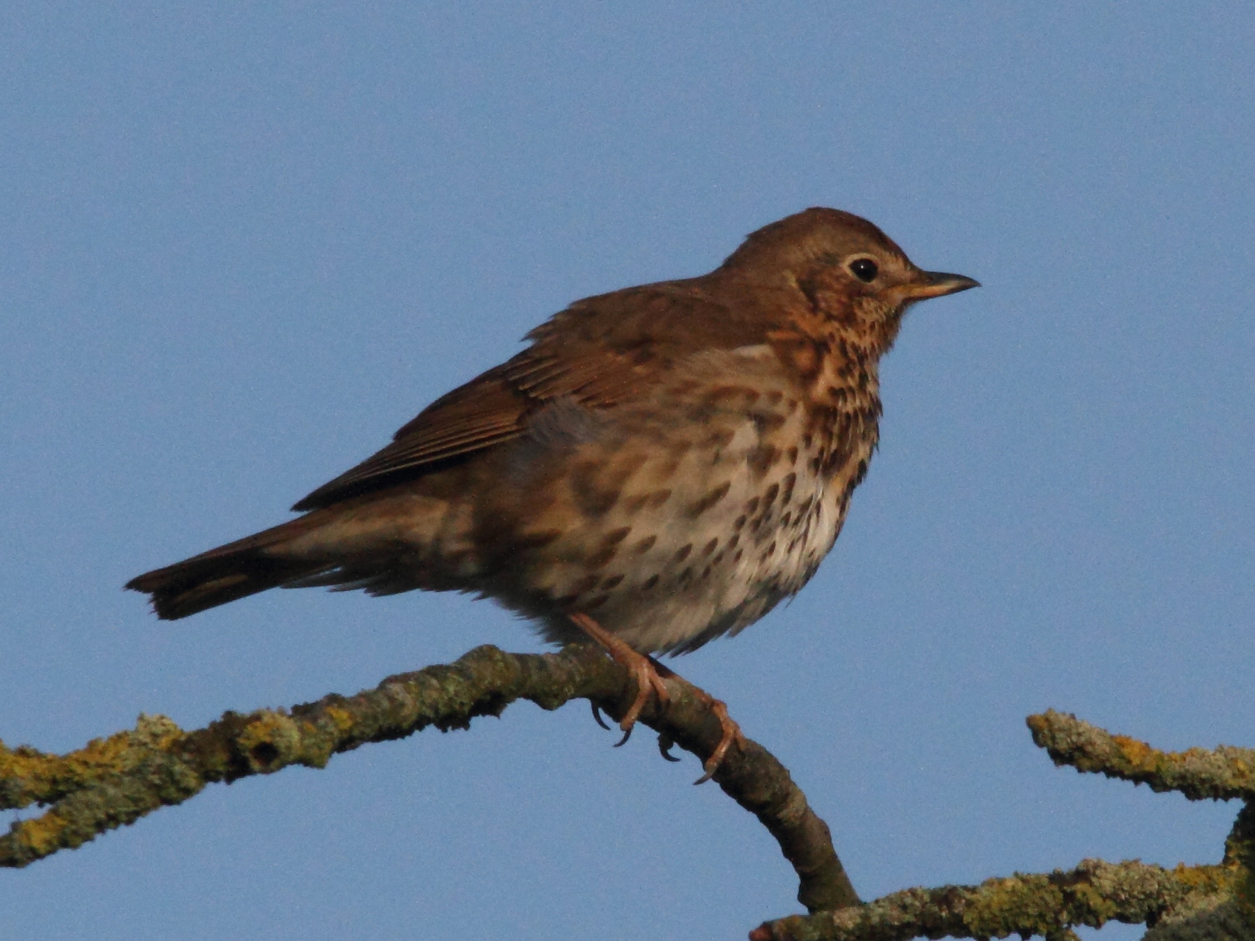 grive_musicienne_-_turdus_philomelos7bd