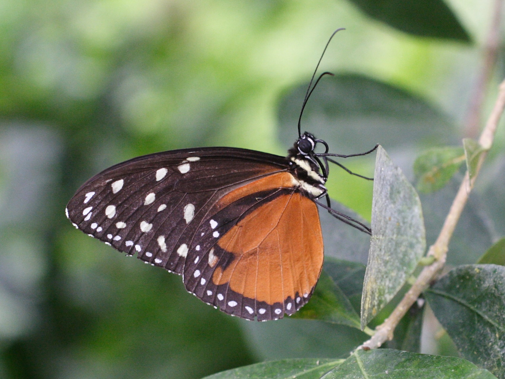 heliconius_hecale3md