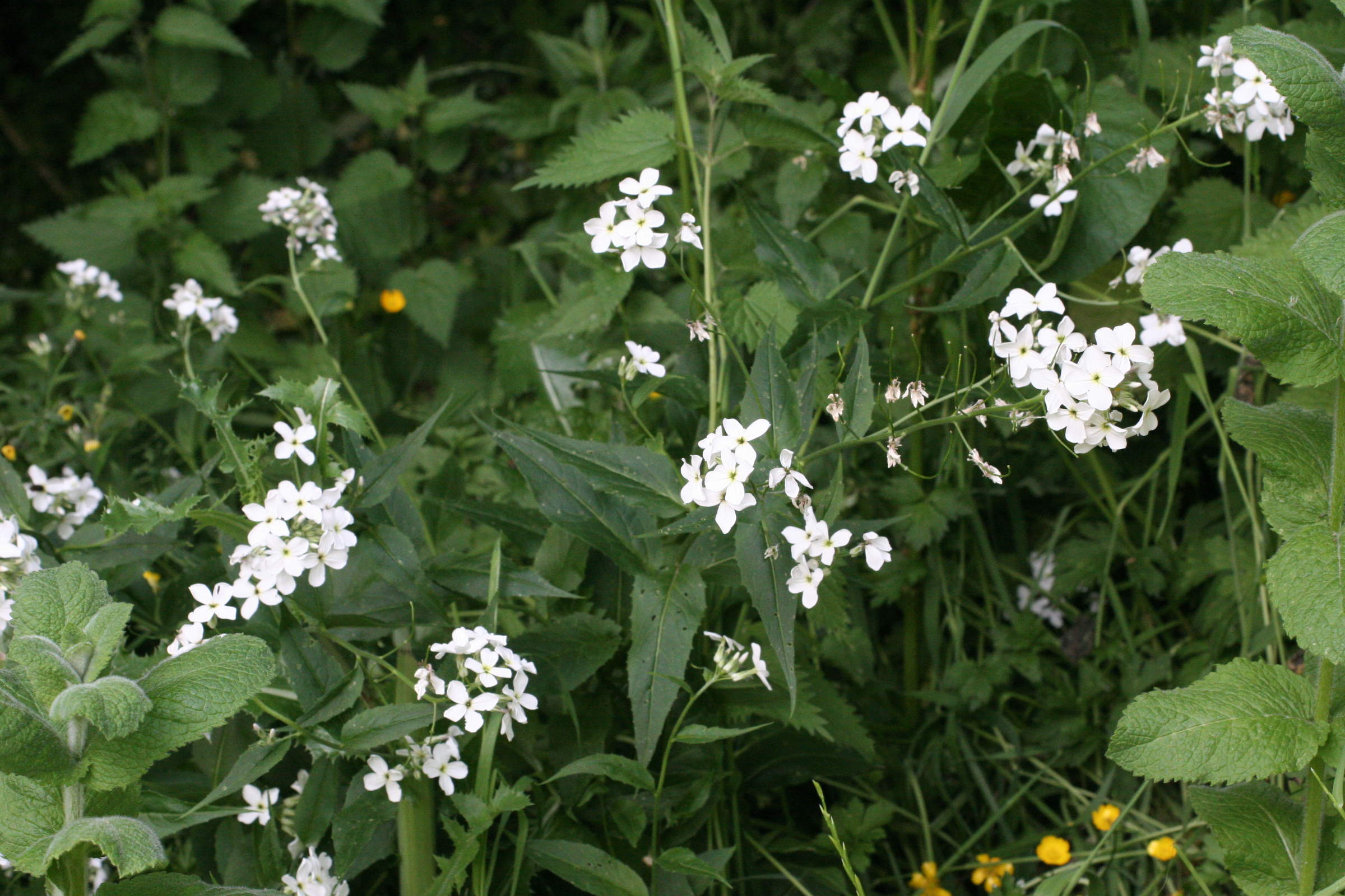 hesperis_matronalis3md