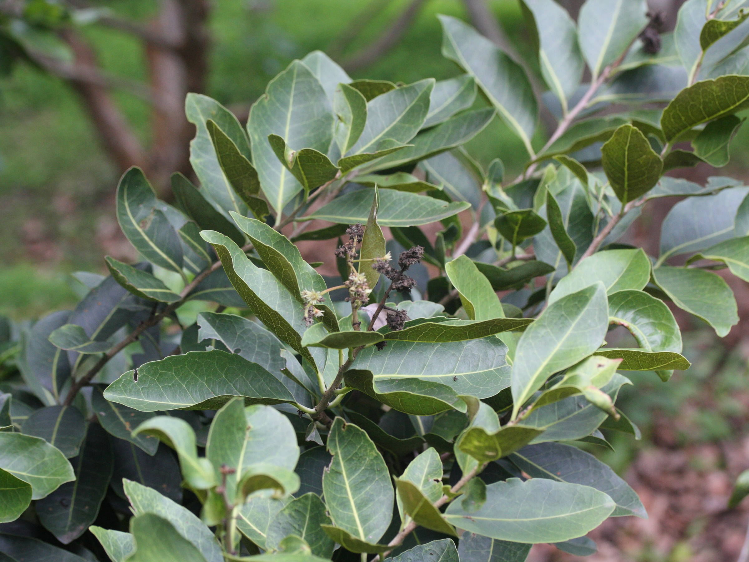 homalium_paniculatum1md