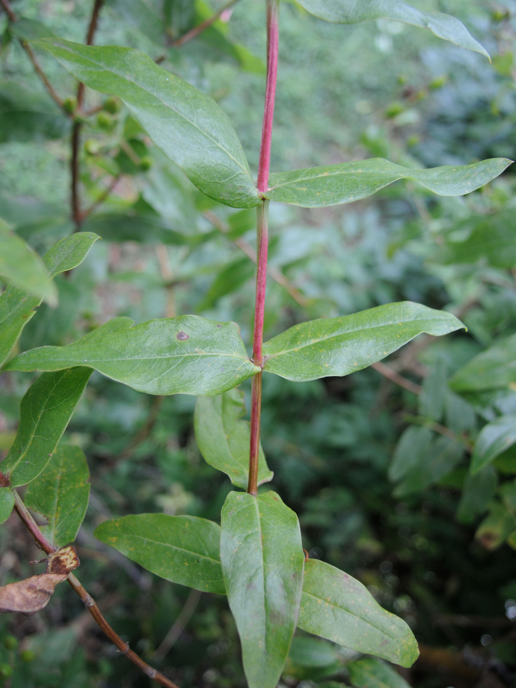 Afficher le média hypericum_hircinum4md hypericum_hircinum4md