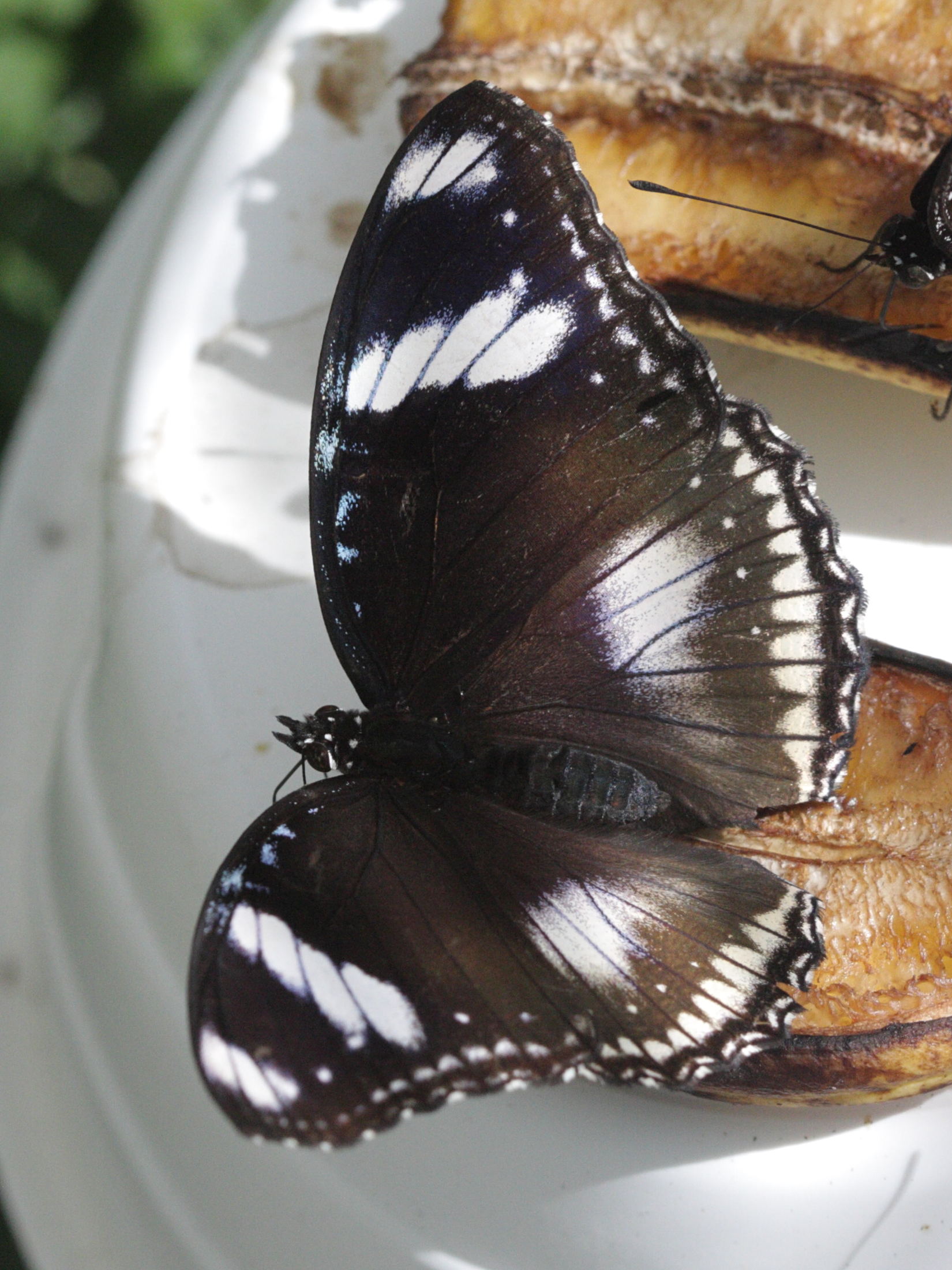 hypolimnas_bolina2bd