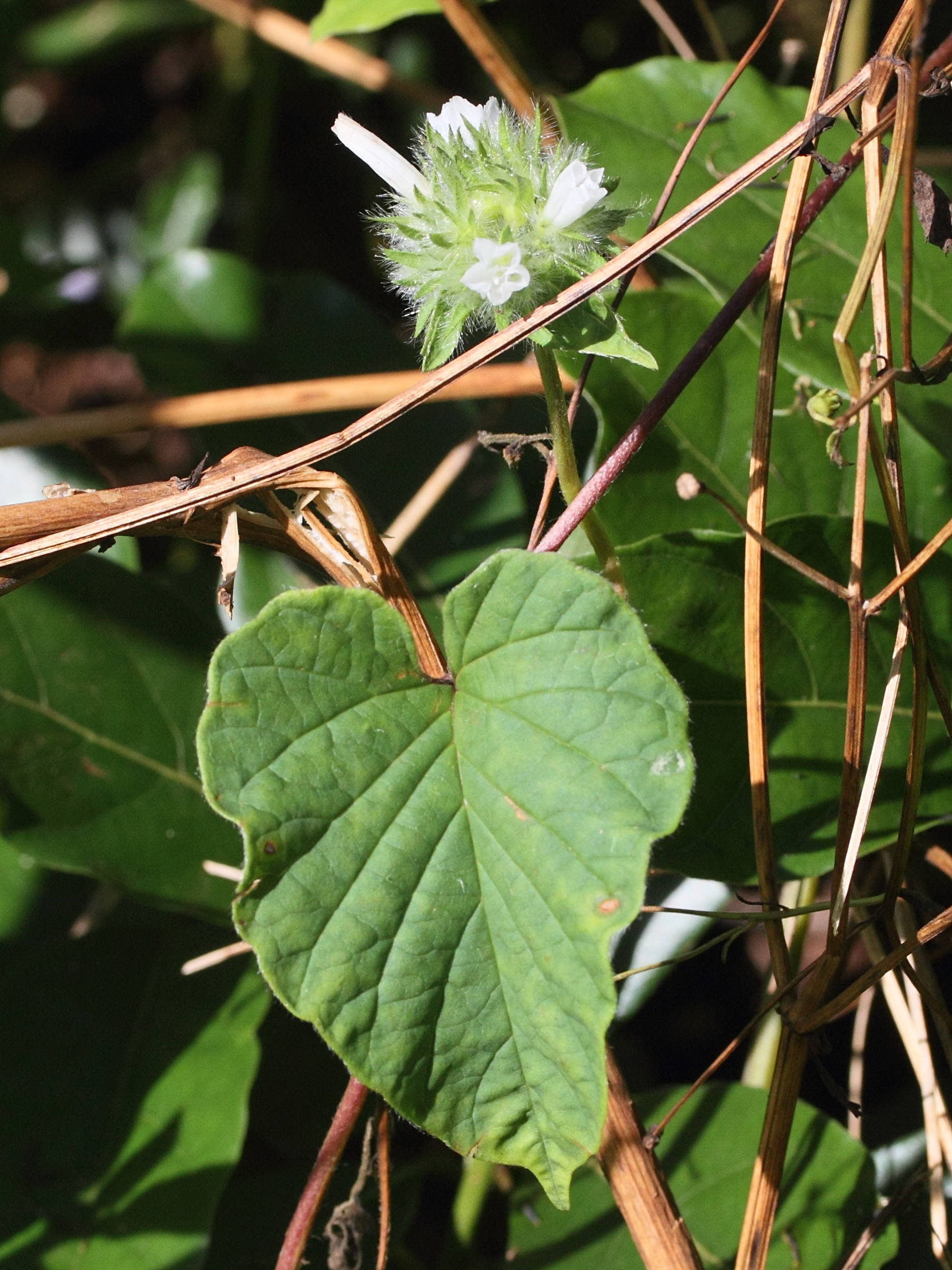jacquemontia_tamnifolia3md