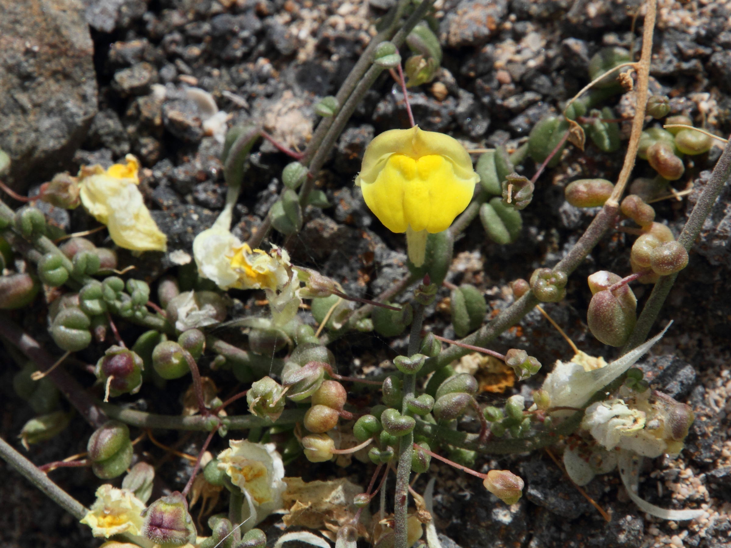 Afficher le média kickxia_sagittata2md kickxia_sagittata2md