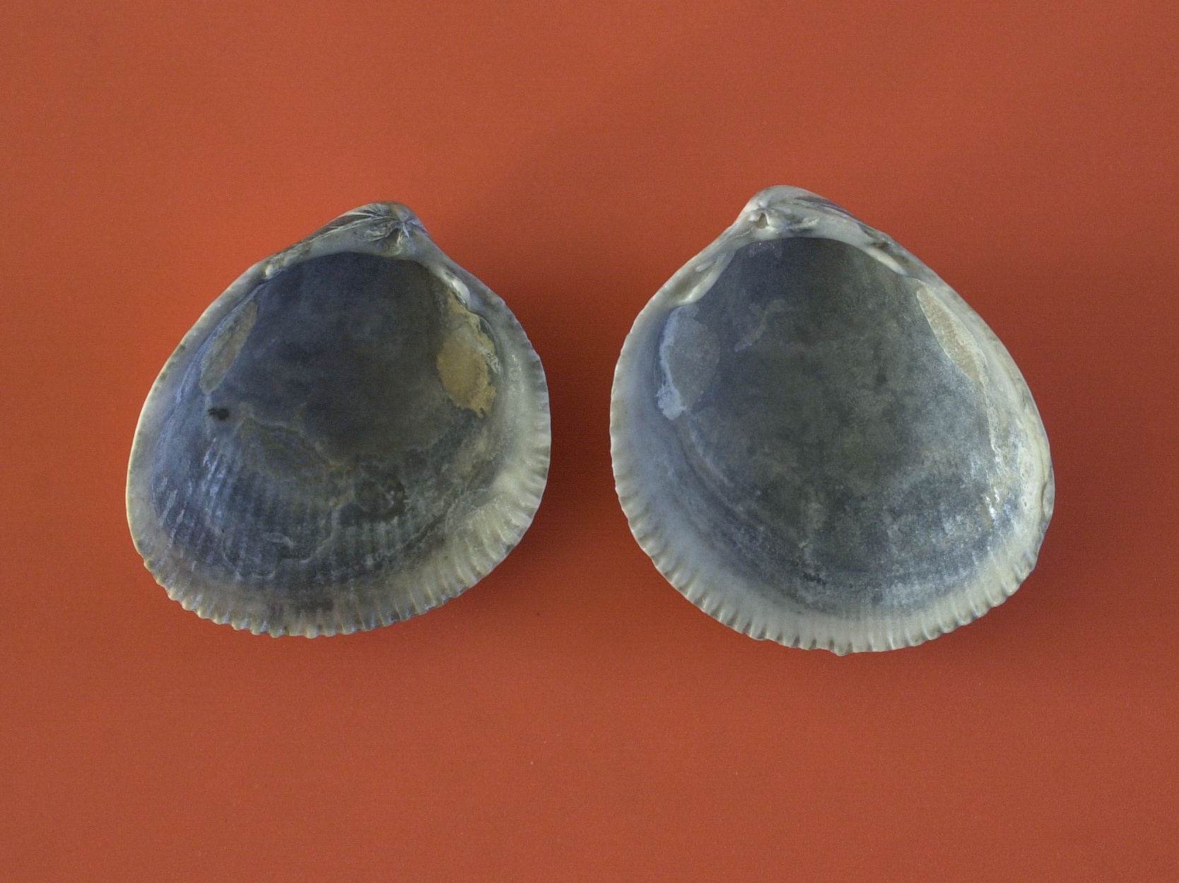 laevicardium_crassum2md