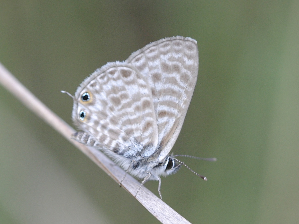 leptotes_pirithous1abd