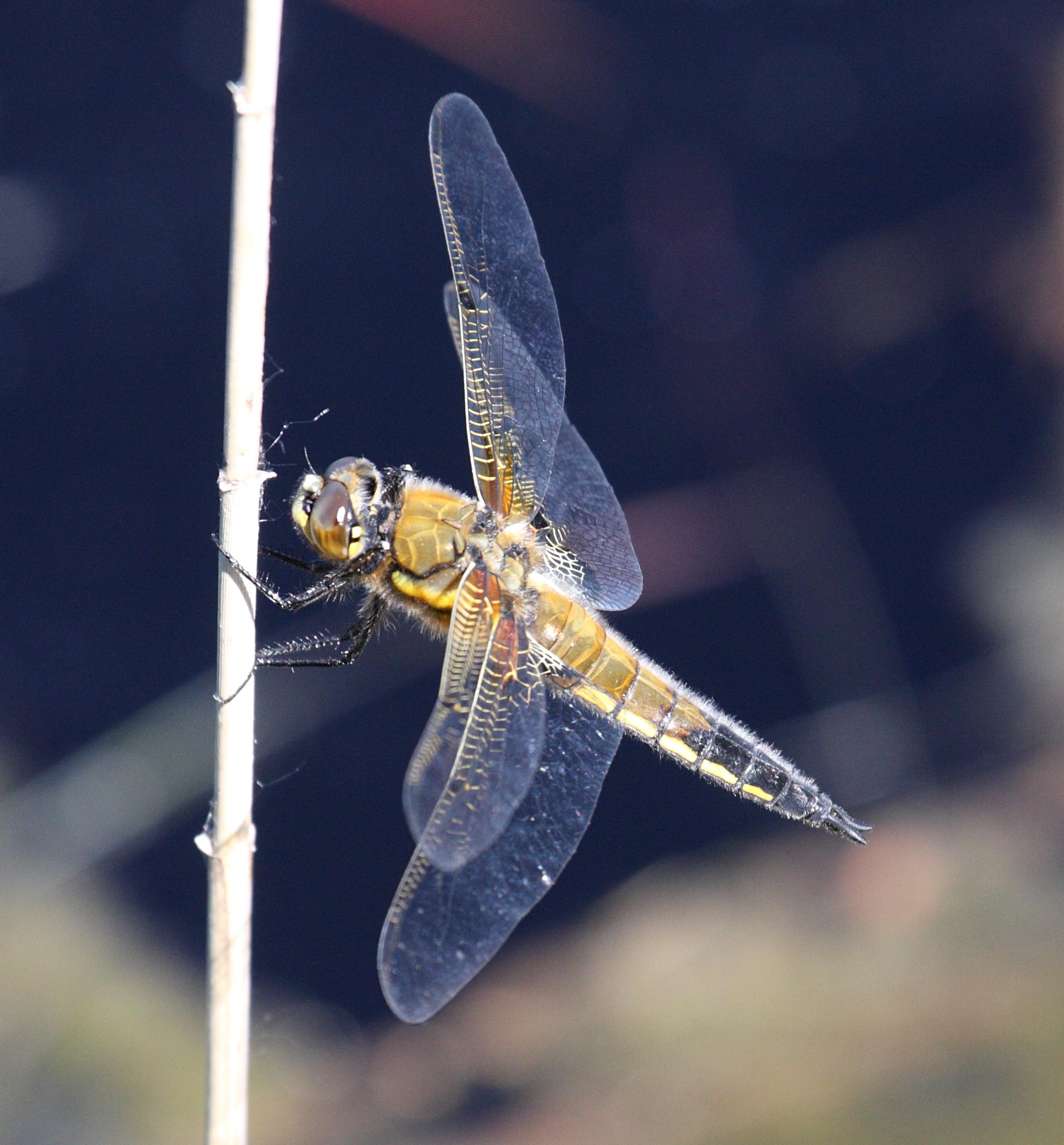 Afficher le média libellula_quadrimaculata4md libellula_quadrimaculata4md