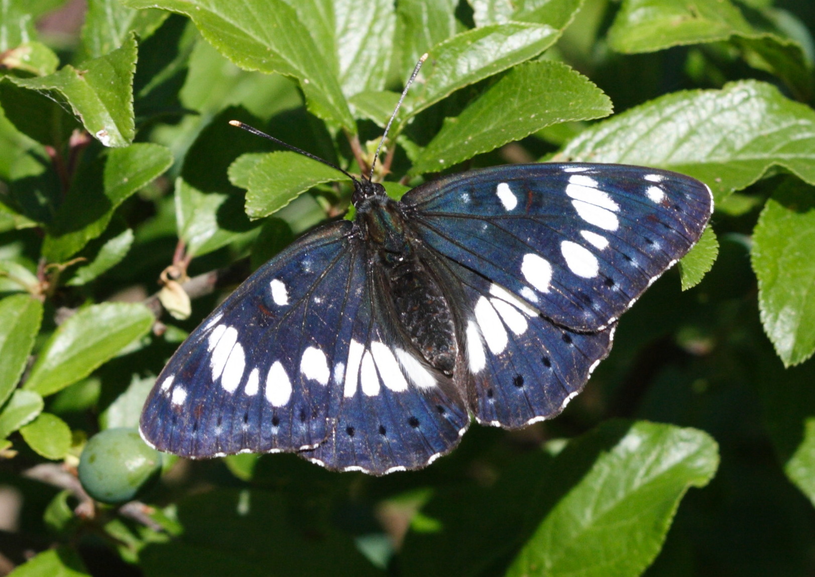 limenitis_reducta4md