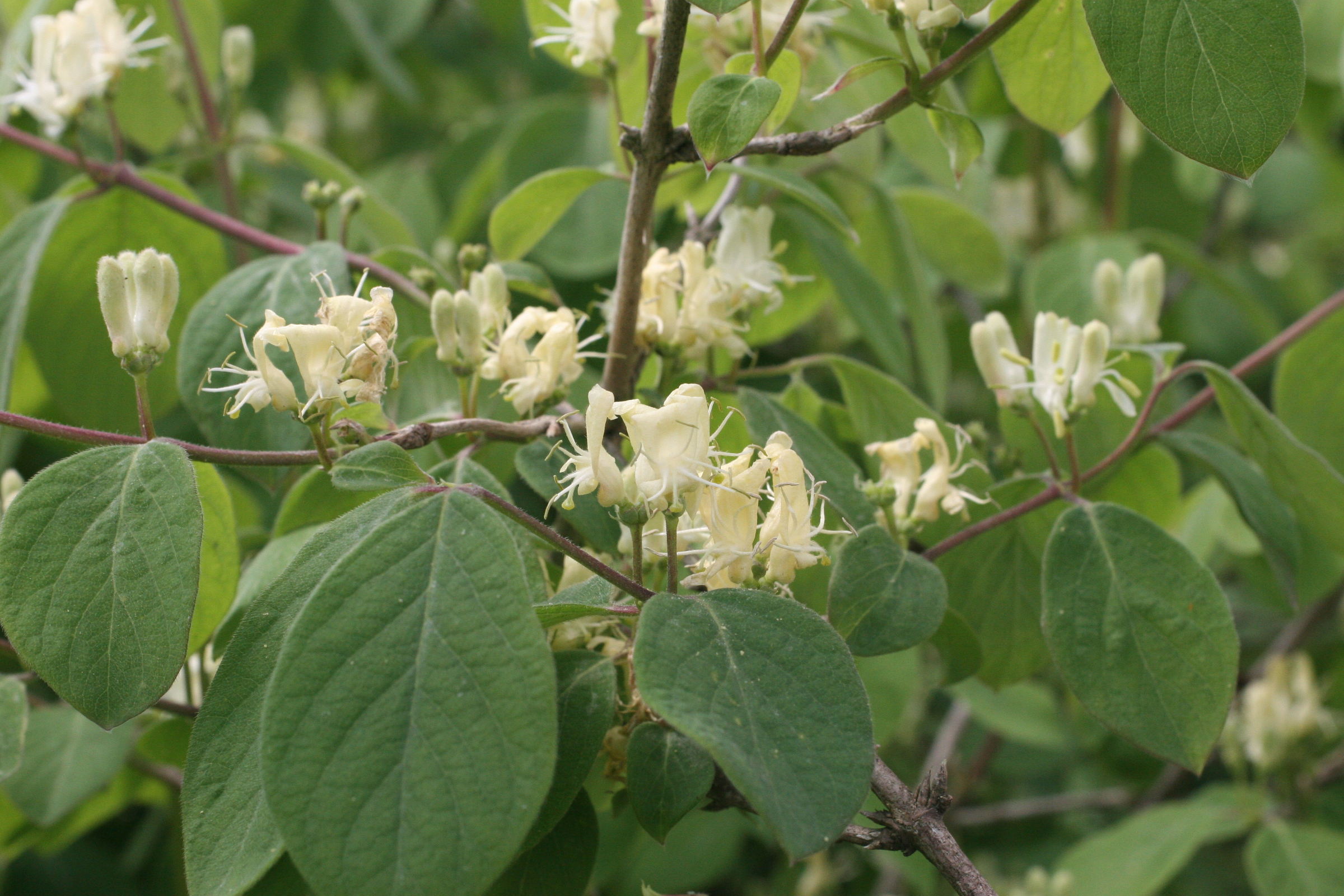 lonicera_xylosteum5md