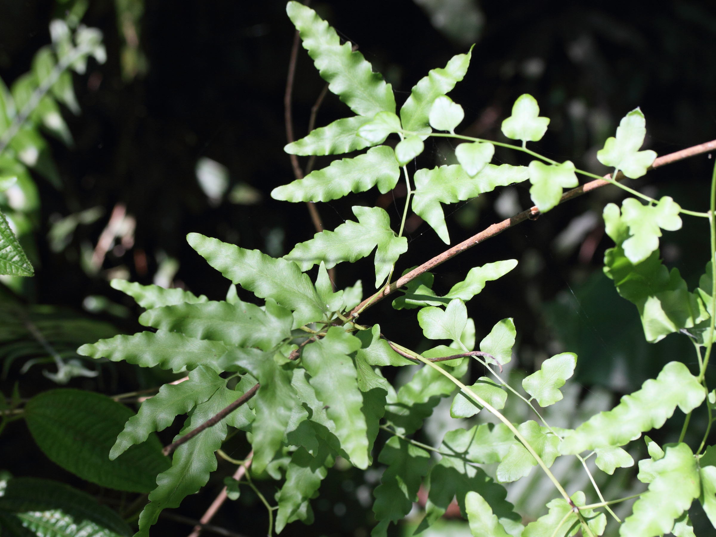 lygodium_kerstenii4md