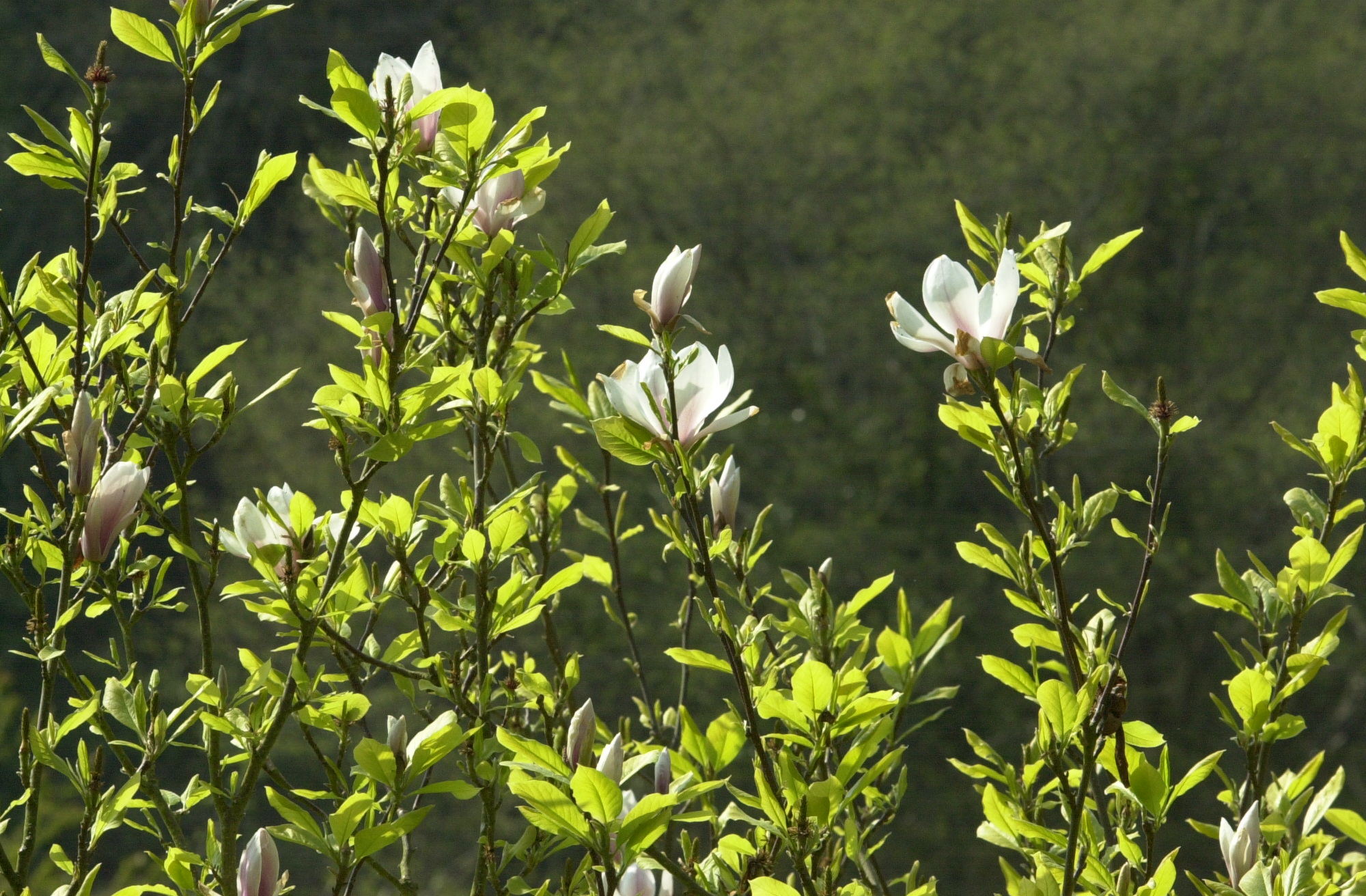 magnolia_x_soulangeana3md