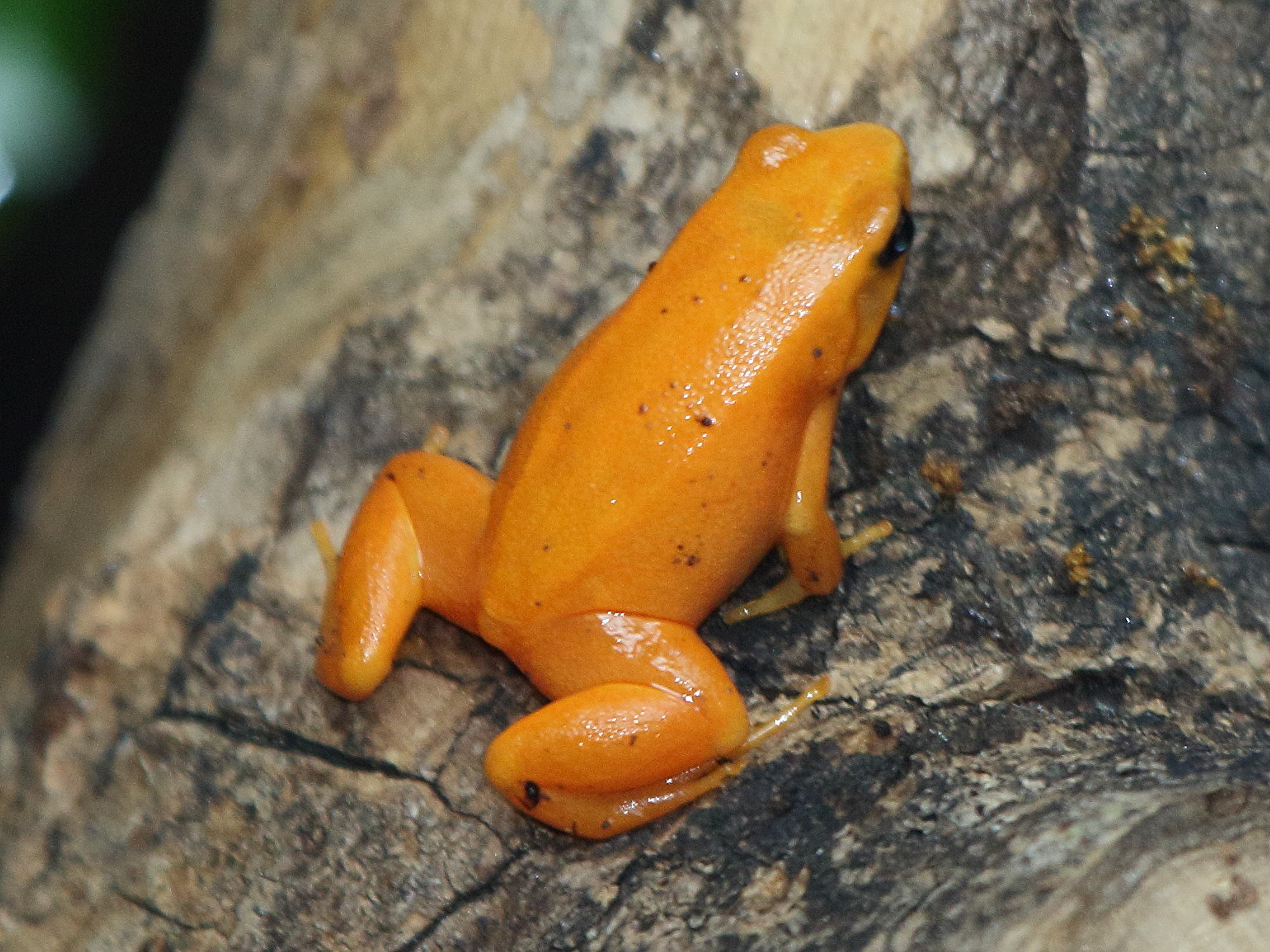 mantella_aurantiacabd