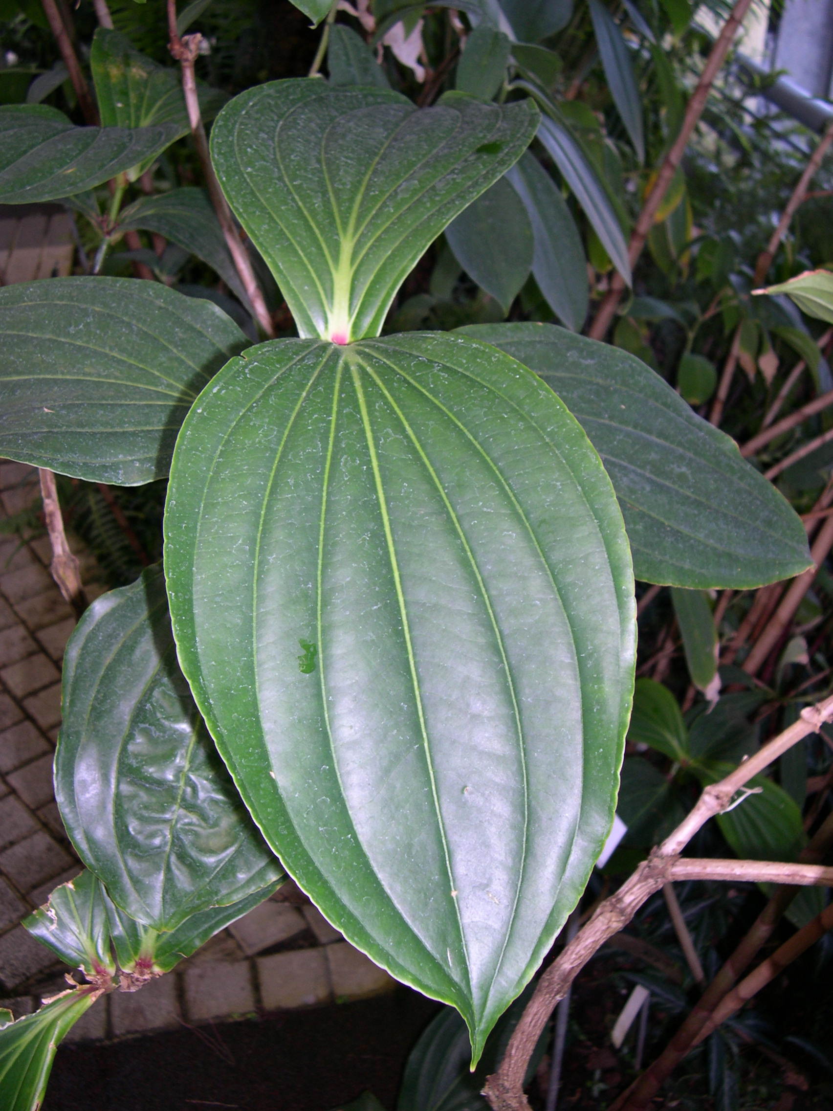 medinilla_speciosa2md