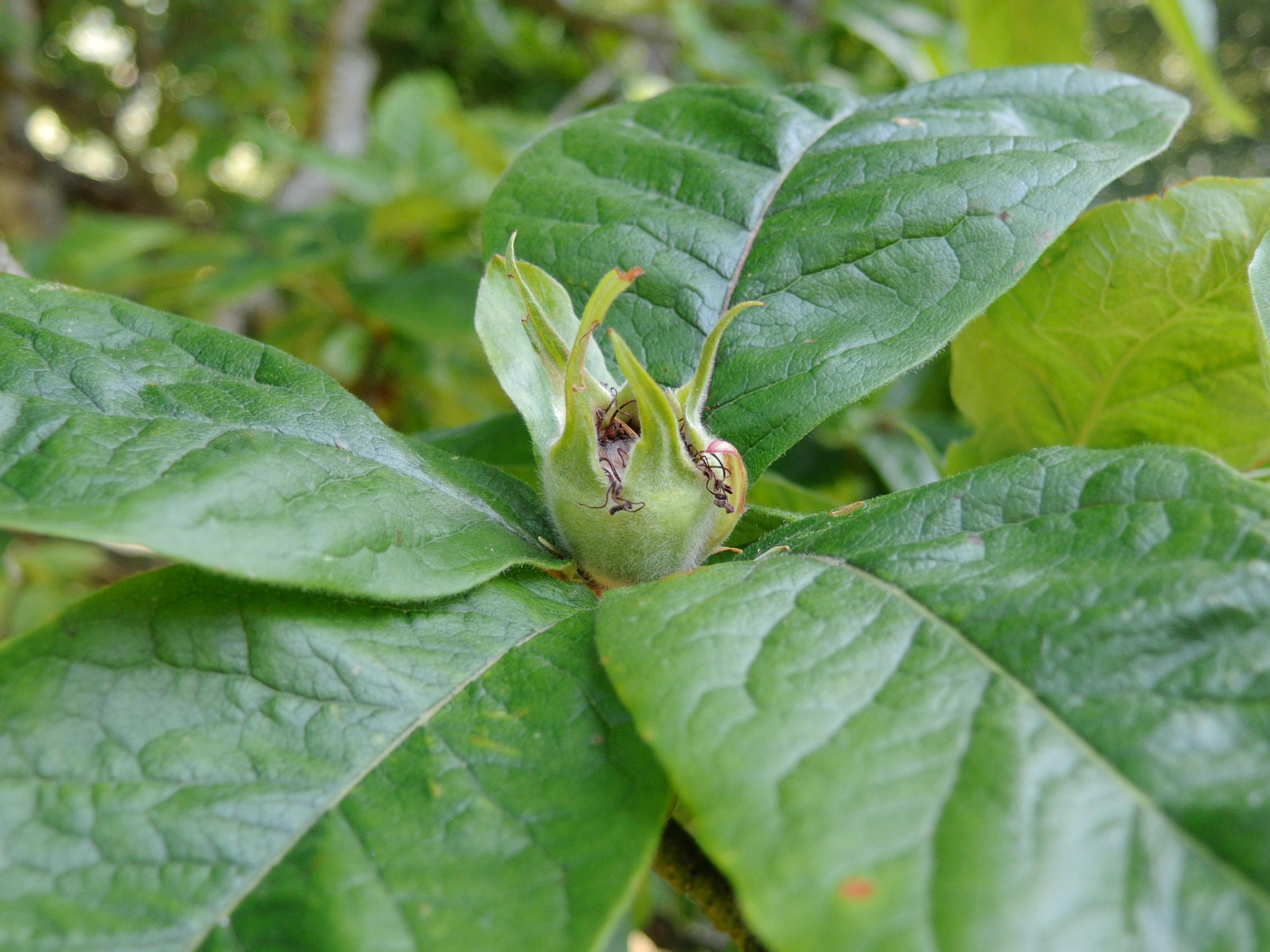 mespilus_germanica6md