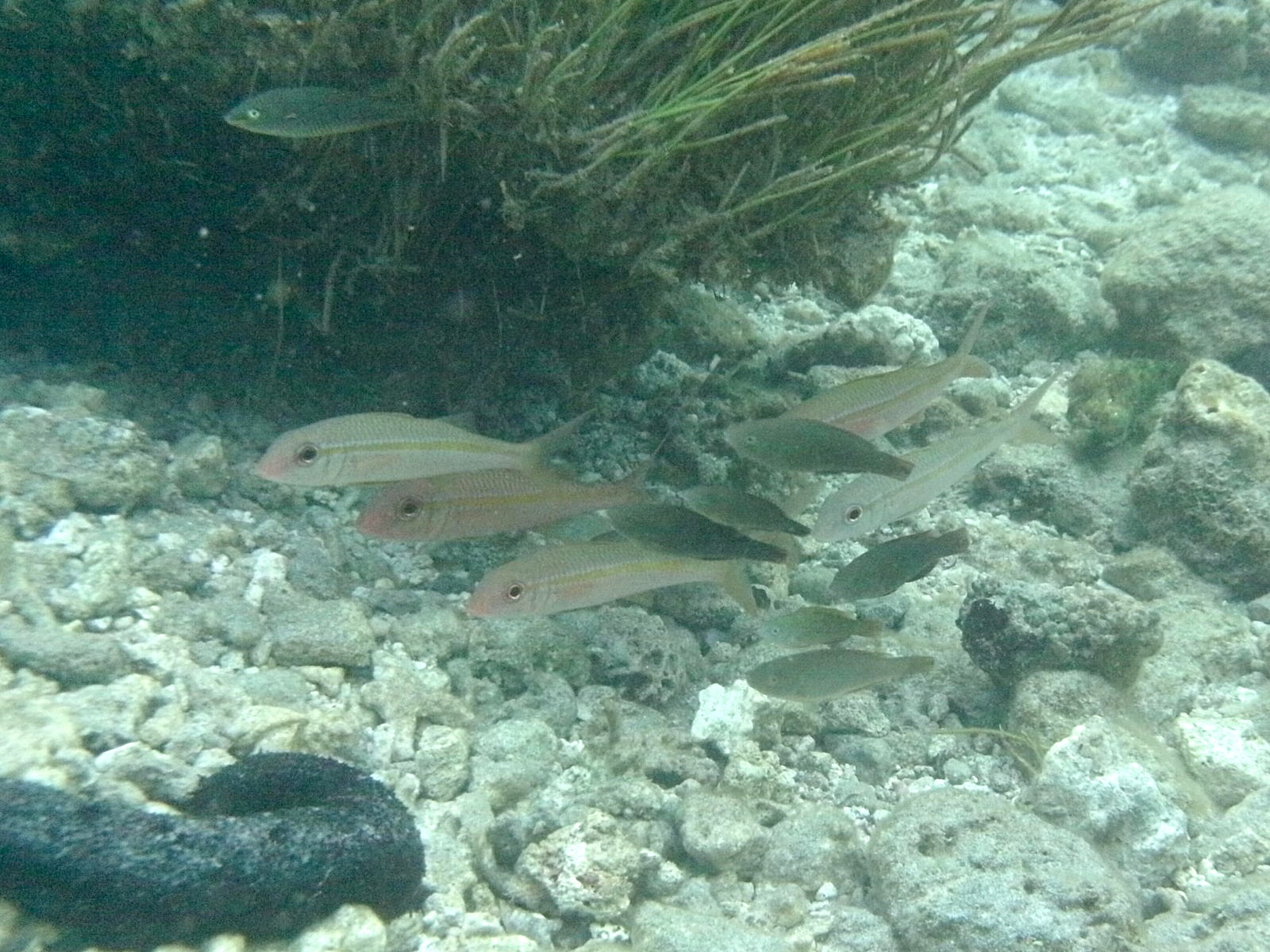 mulloidichthys_vanicolensis1bd