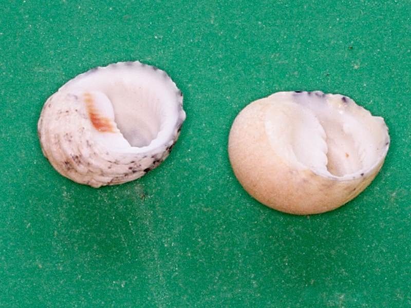 nerita_chamaeleon2md