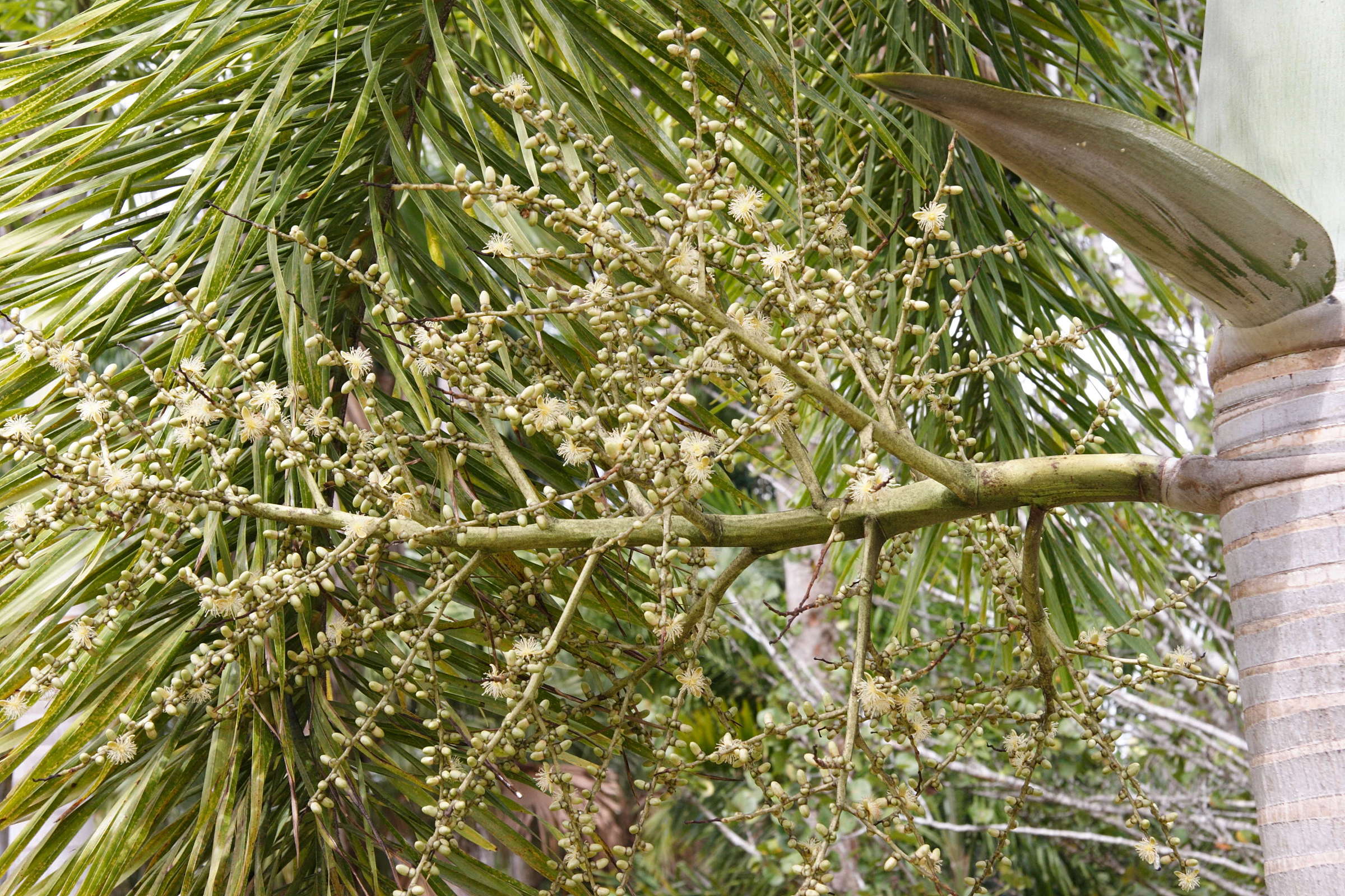 normanbya_normanbyi3md