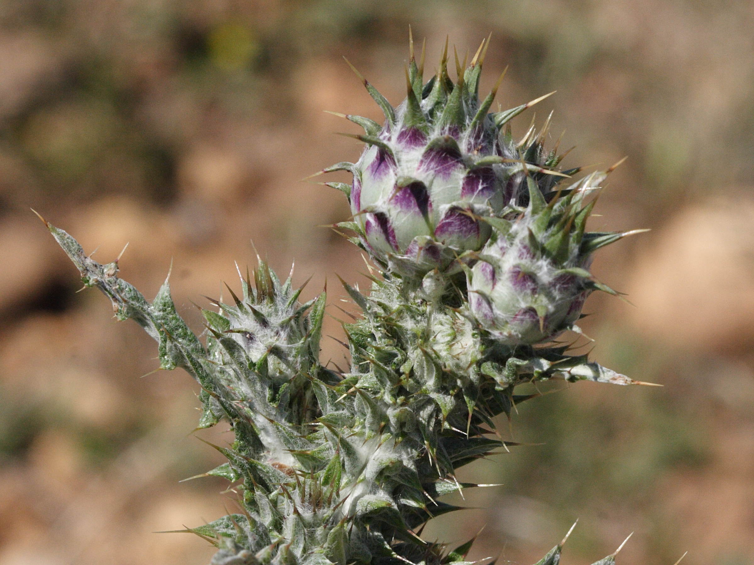 Afficher le média onopordum_illyricum2md onopordum_illyricum2md