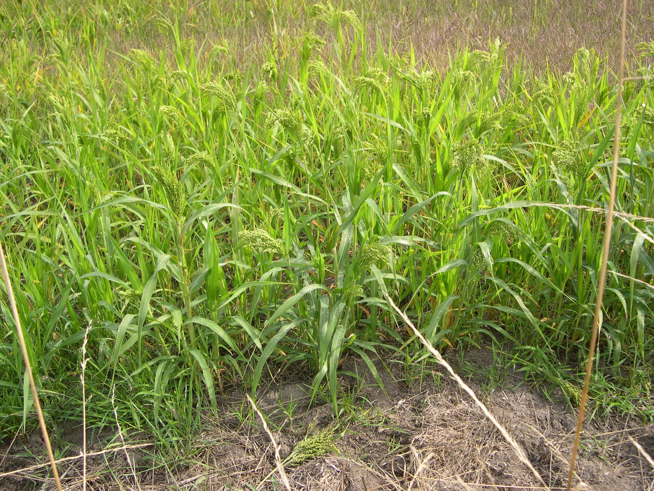 Afficher le média panicum_miliaceum1md panicum_miliaceum1md
