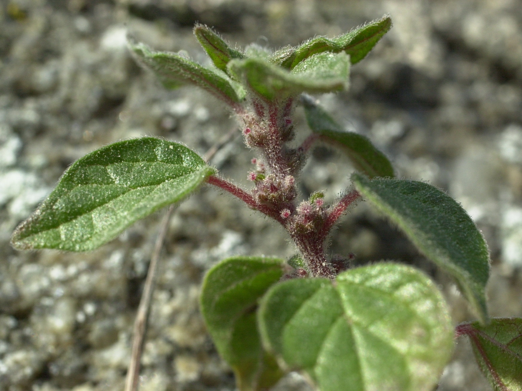 parietaria_judaica2md