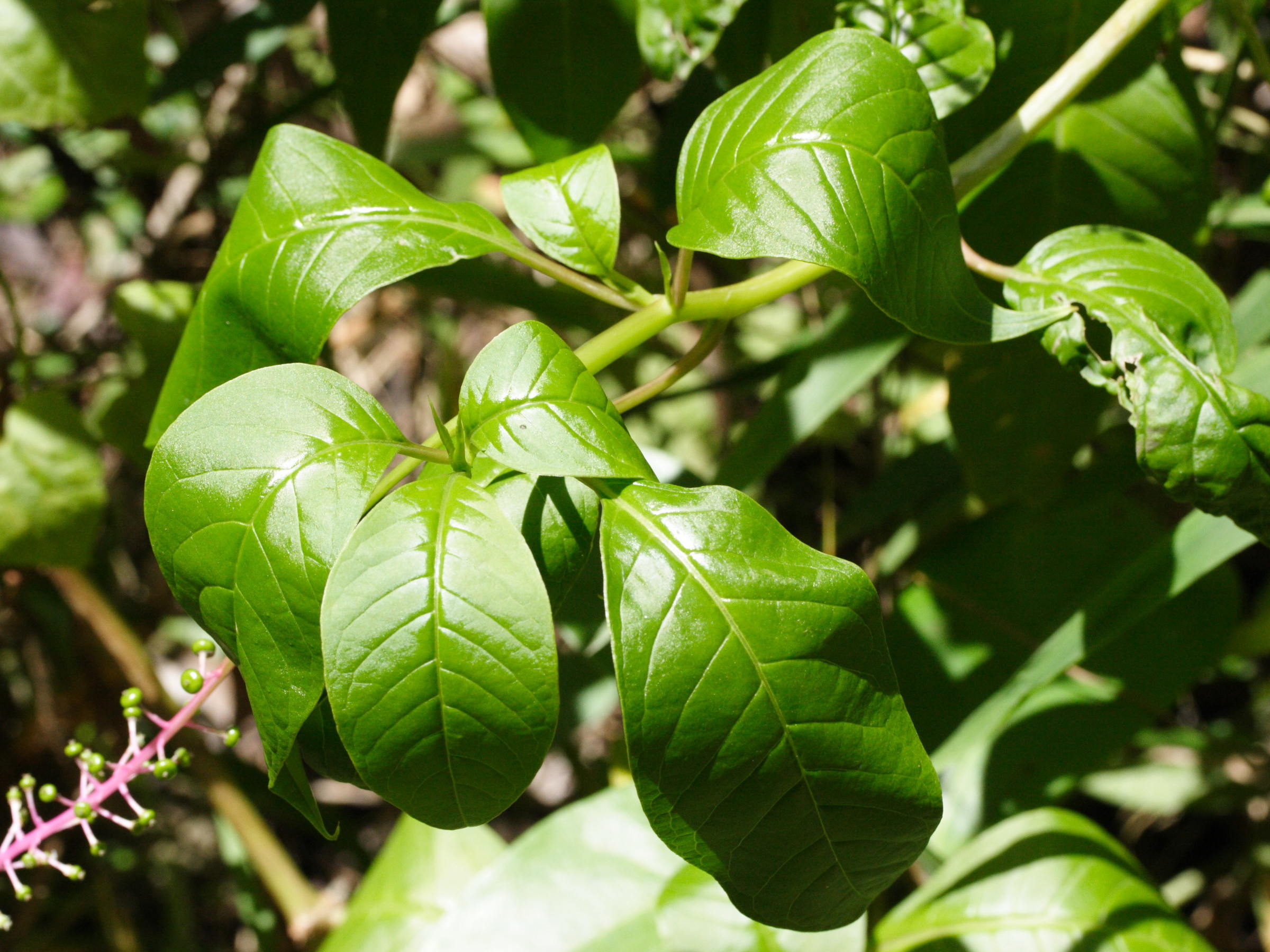 phytolacca_rivinoides3md