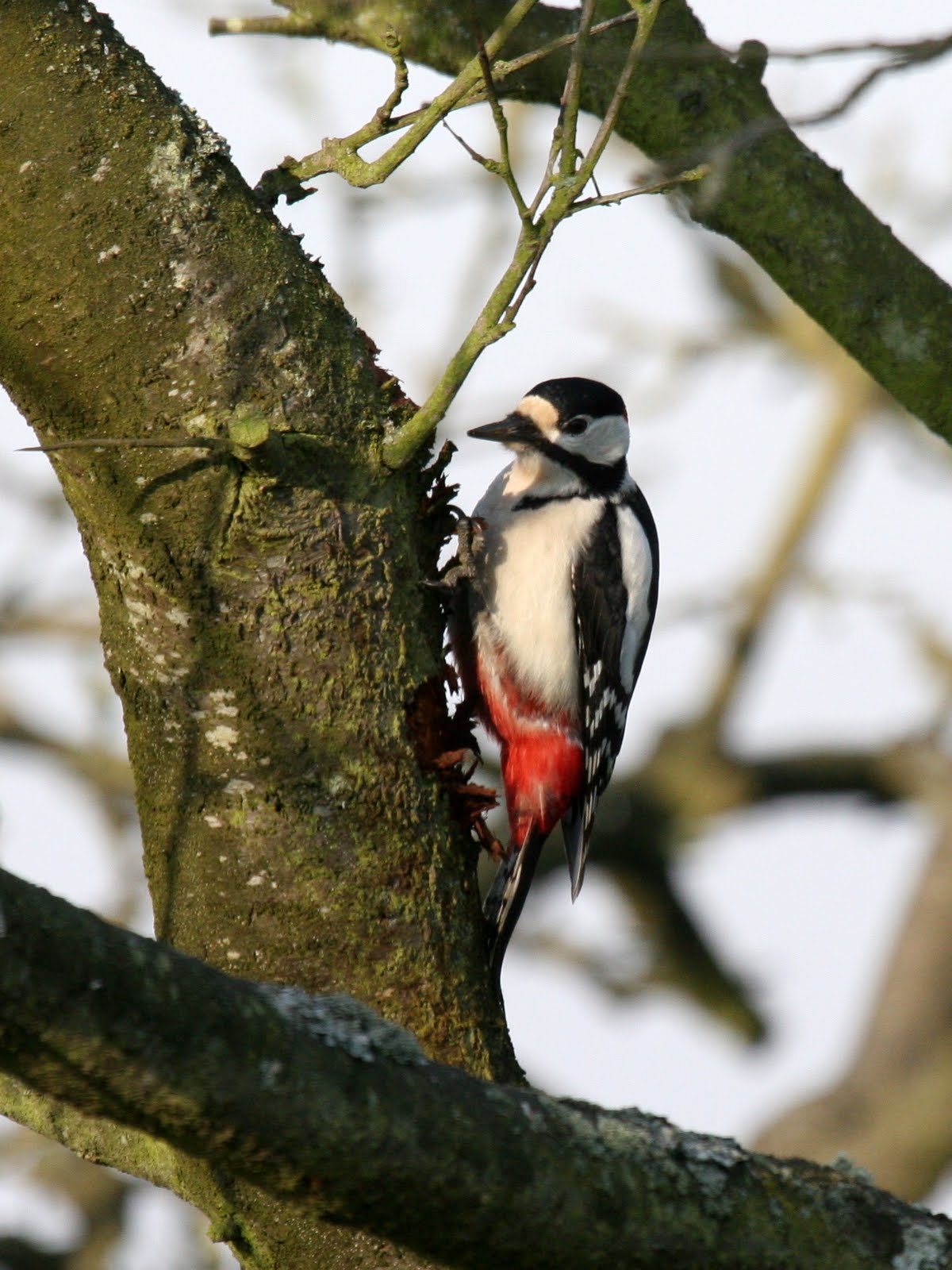 pic_epeiche_-_dendrocopos_major5bd