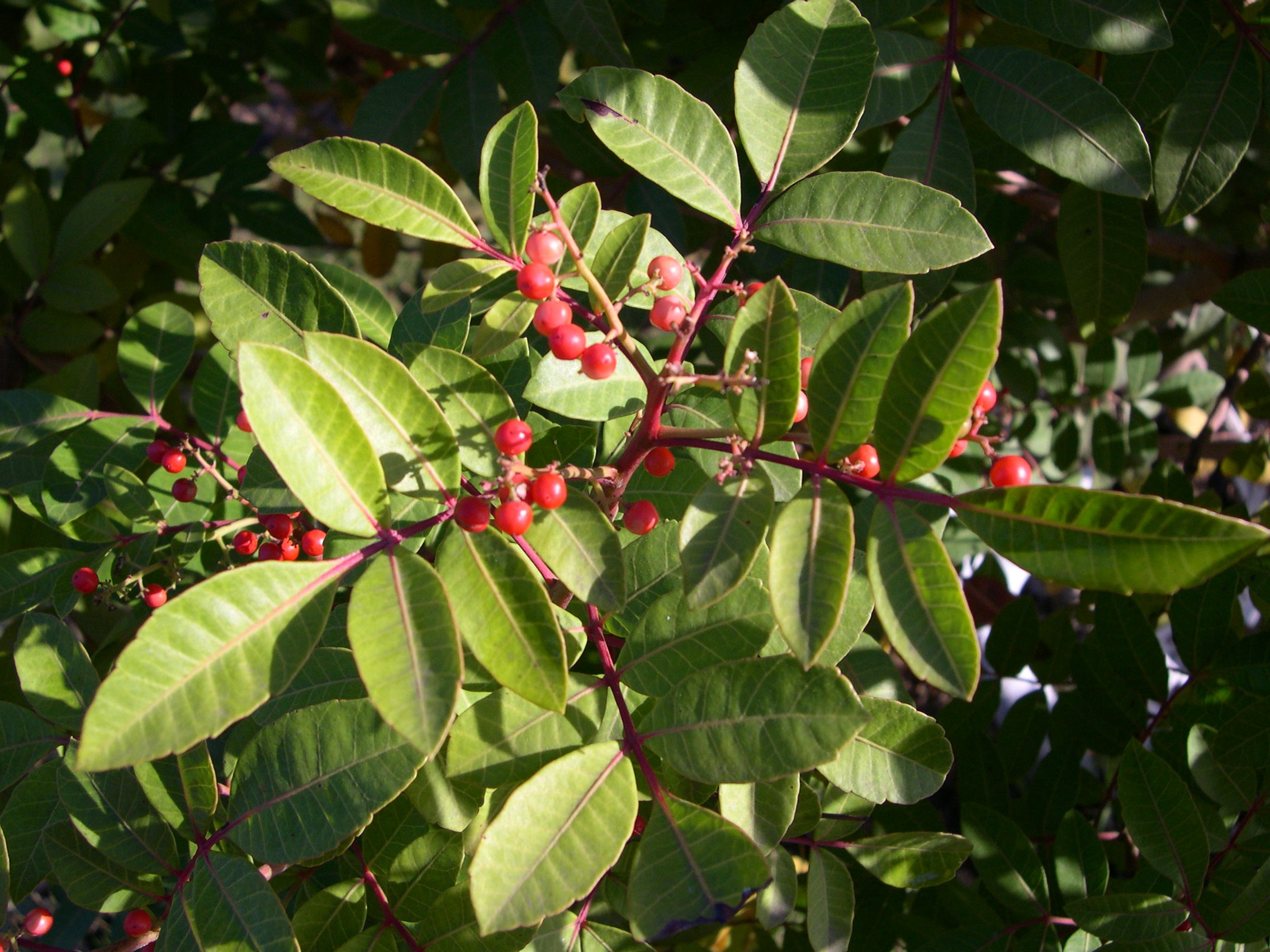 Afficher le média pistacia_terebinthus6md pistacia_terebinthus6md