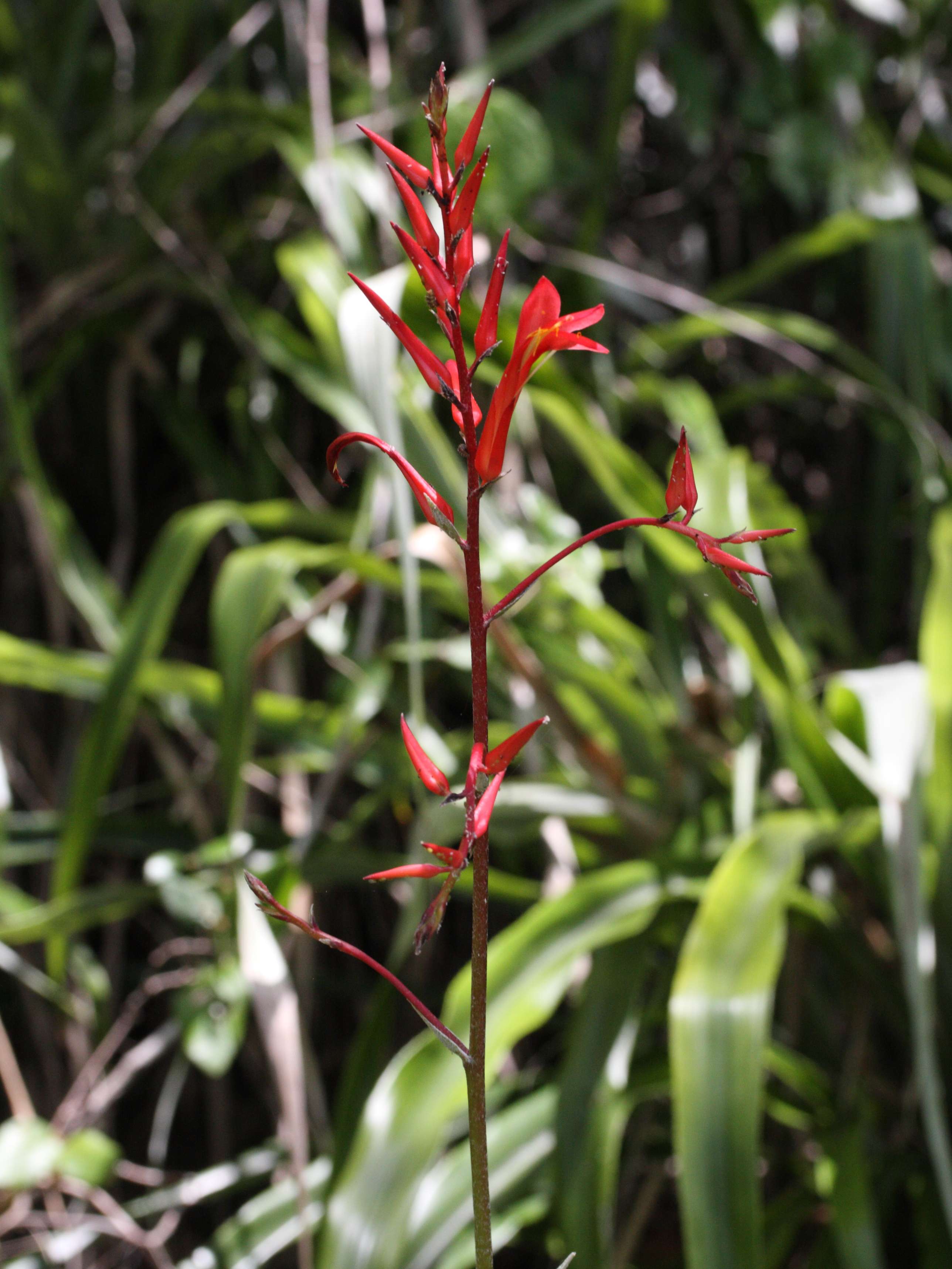 pitcairnia_angustifolia3md