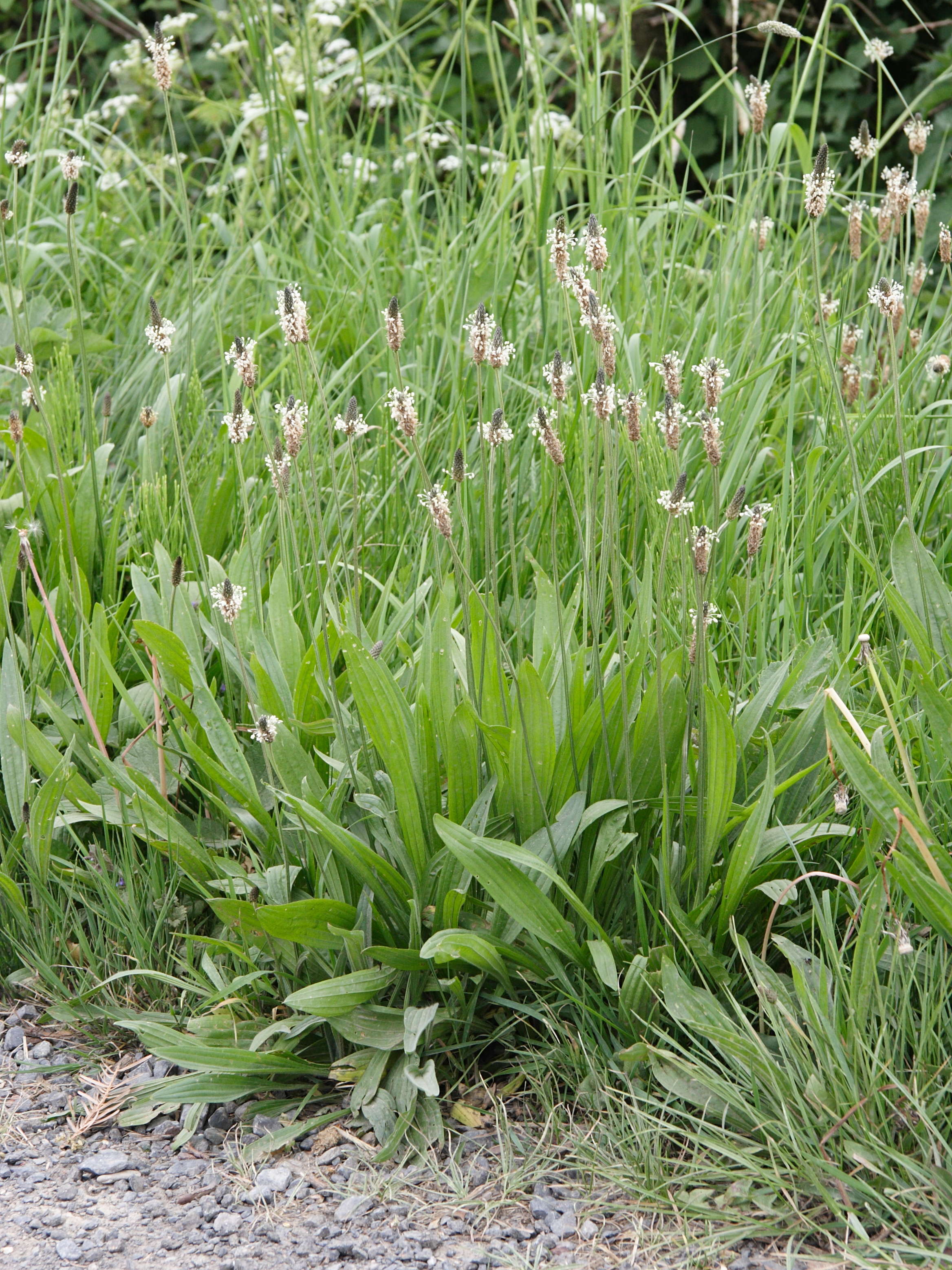 plantago_lanceolata2bbd