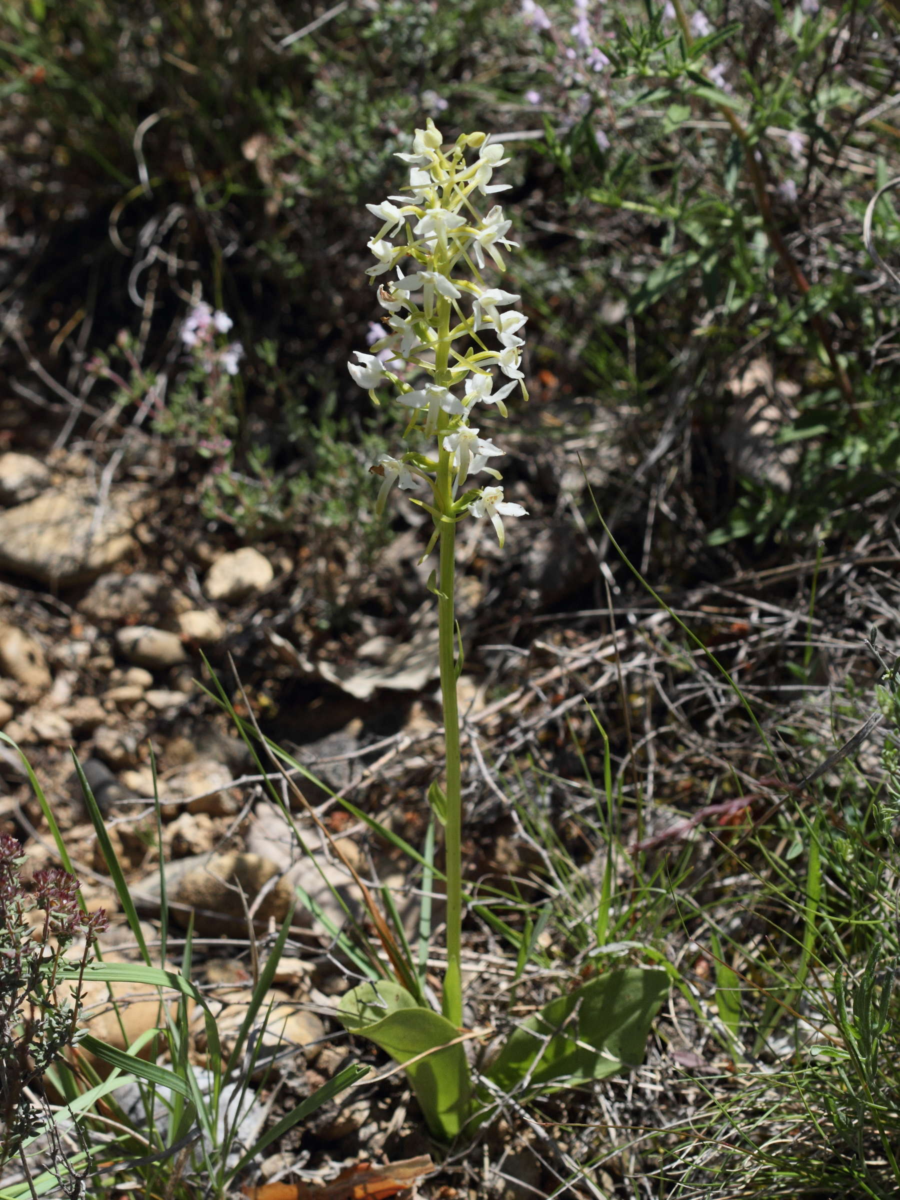 platanthera_bifolia6bd