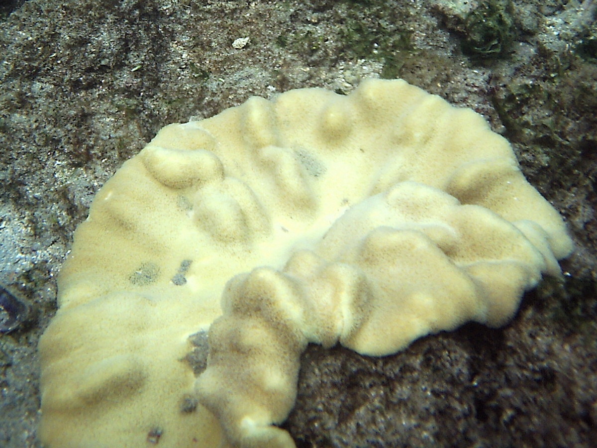 porites_lutea2bd