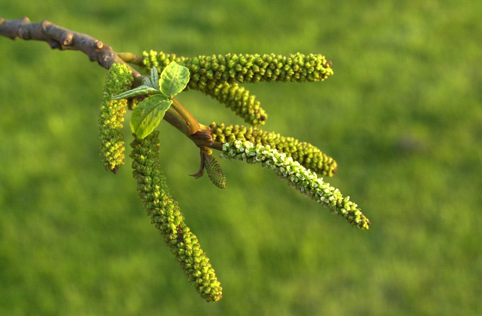 pterocarya_fraxinifolia3md