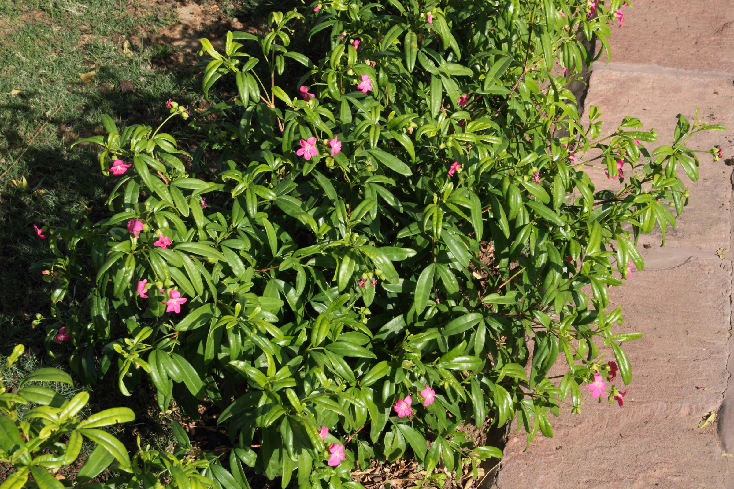 ravenia_spectabilis1md