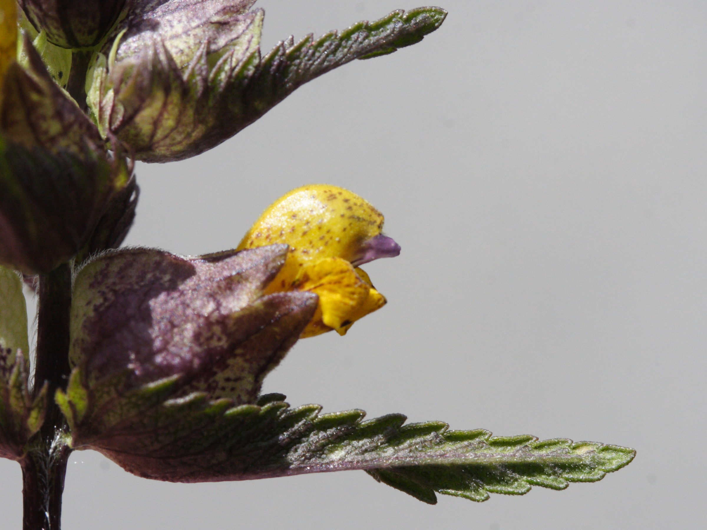 Afficher le média rhinanthus_minor1md rhinanthus_minor1md