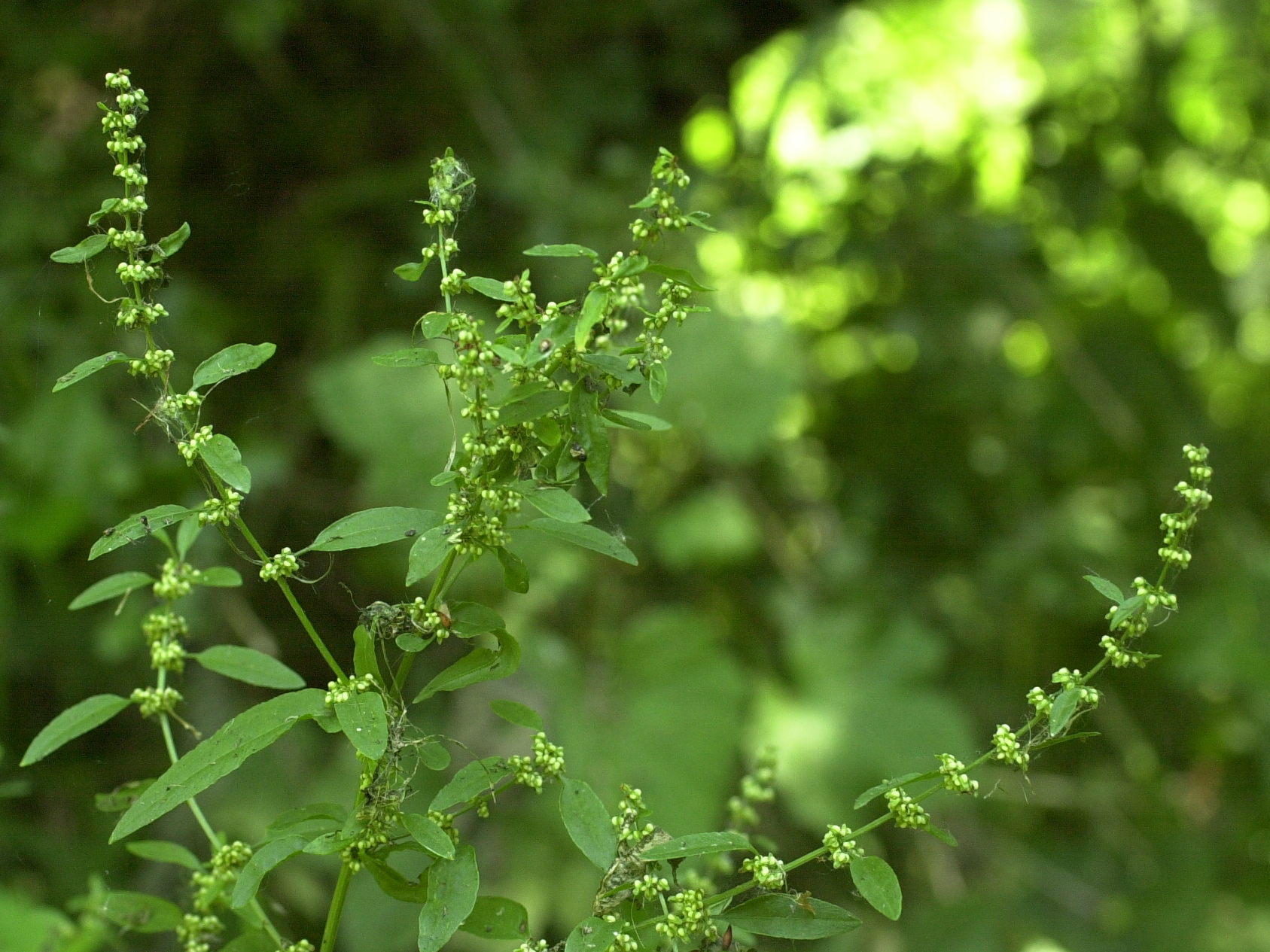 Afficher le média rumex_conglomeratus1md rumex_conglomeratus1md