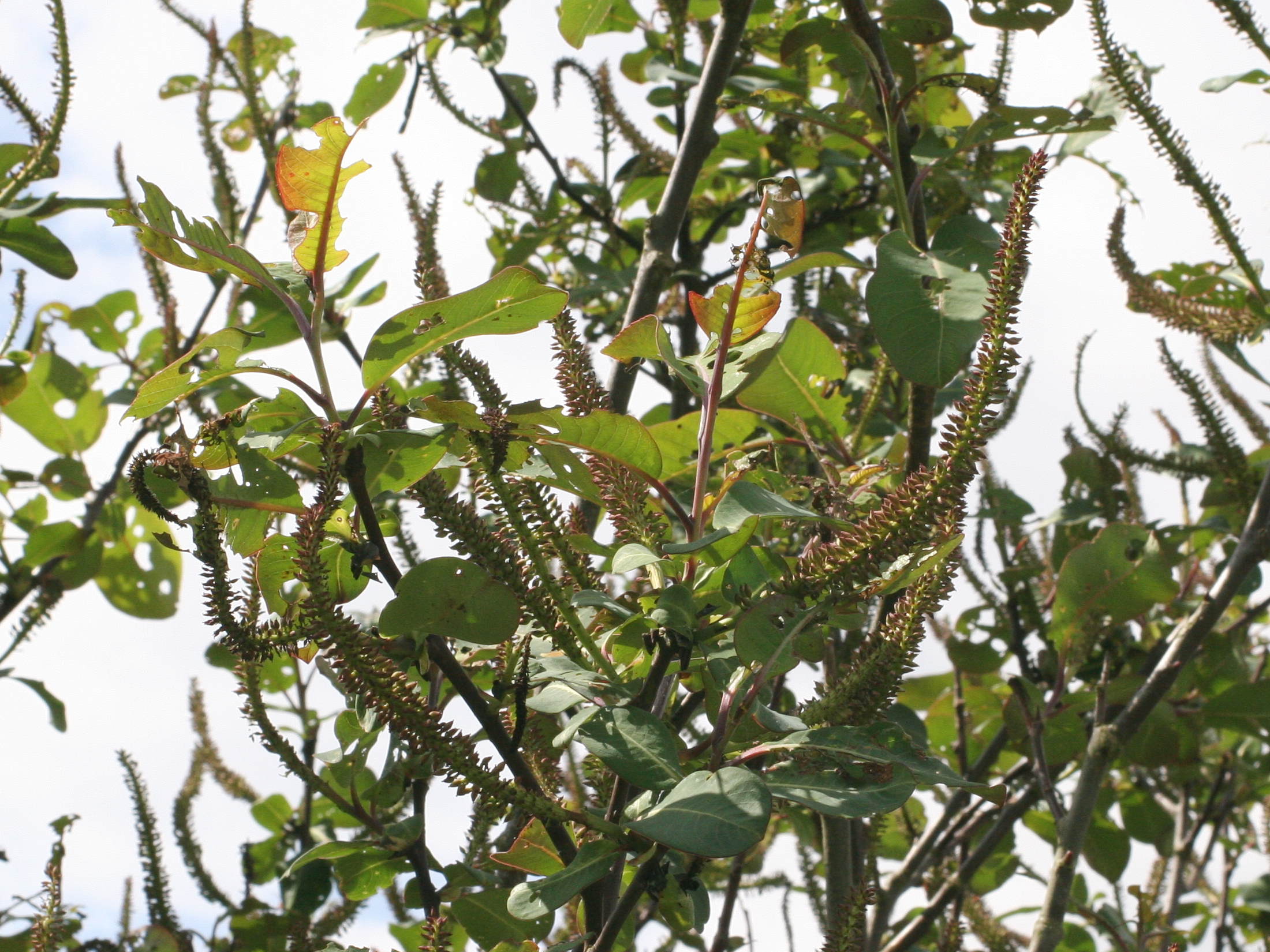 Afficher le média salix_magnifica2md salix_magnifica2md