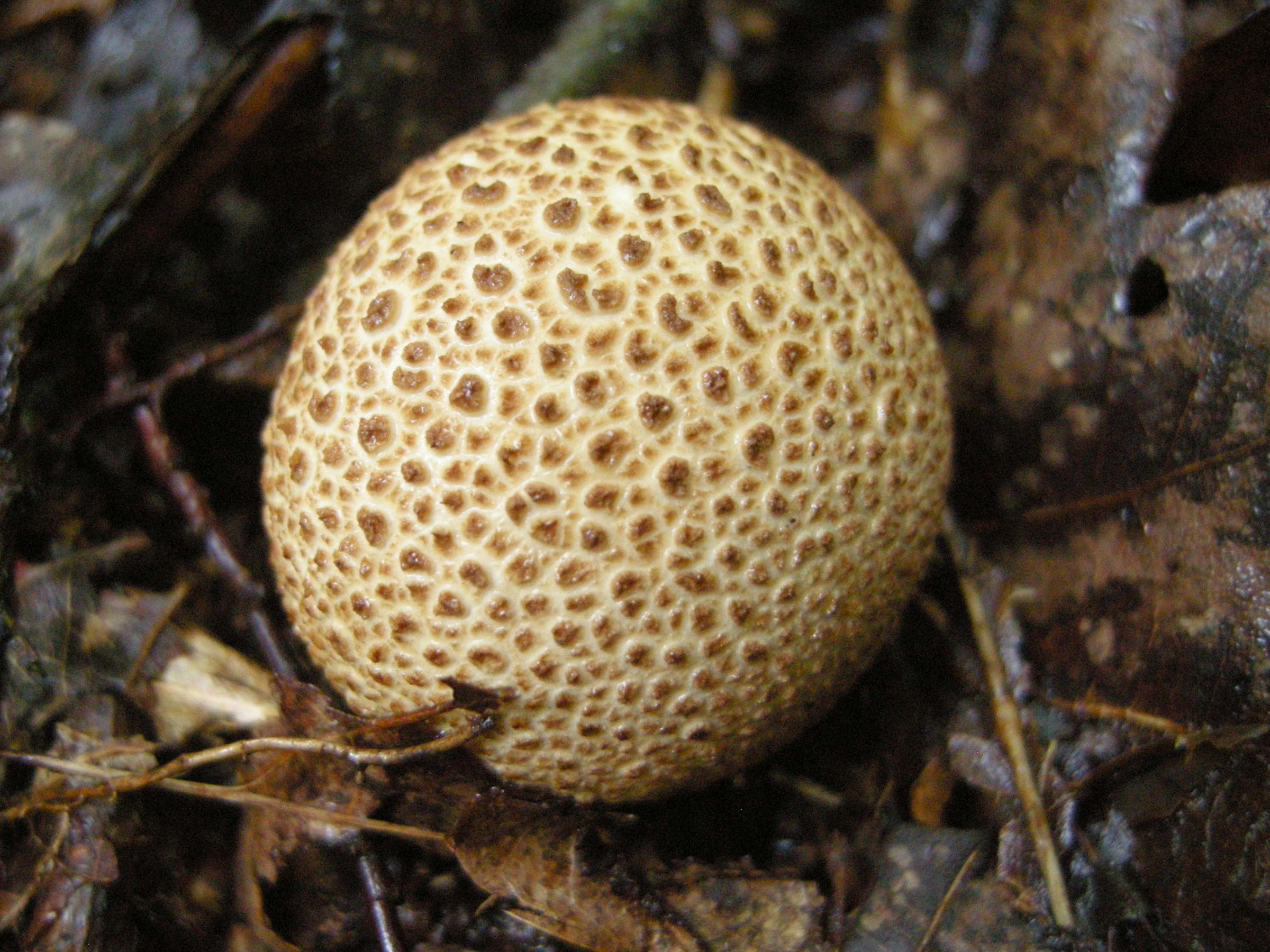 Afficher le média scleroderma_citrinum2md scleroderma_citrinum2md